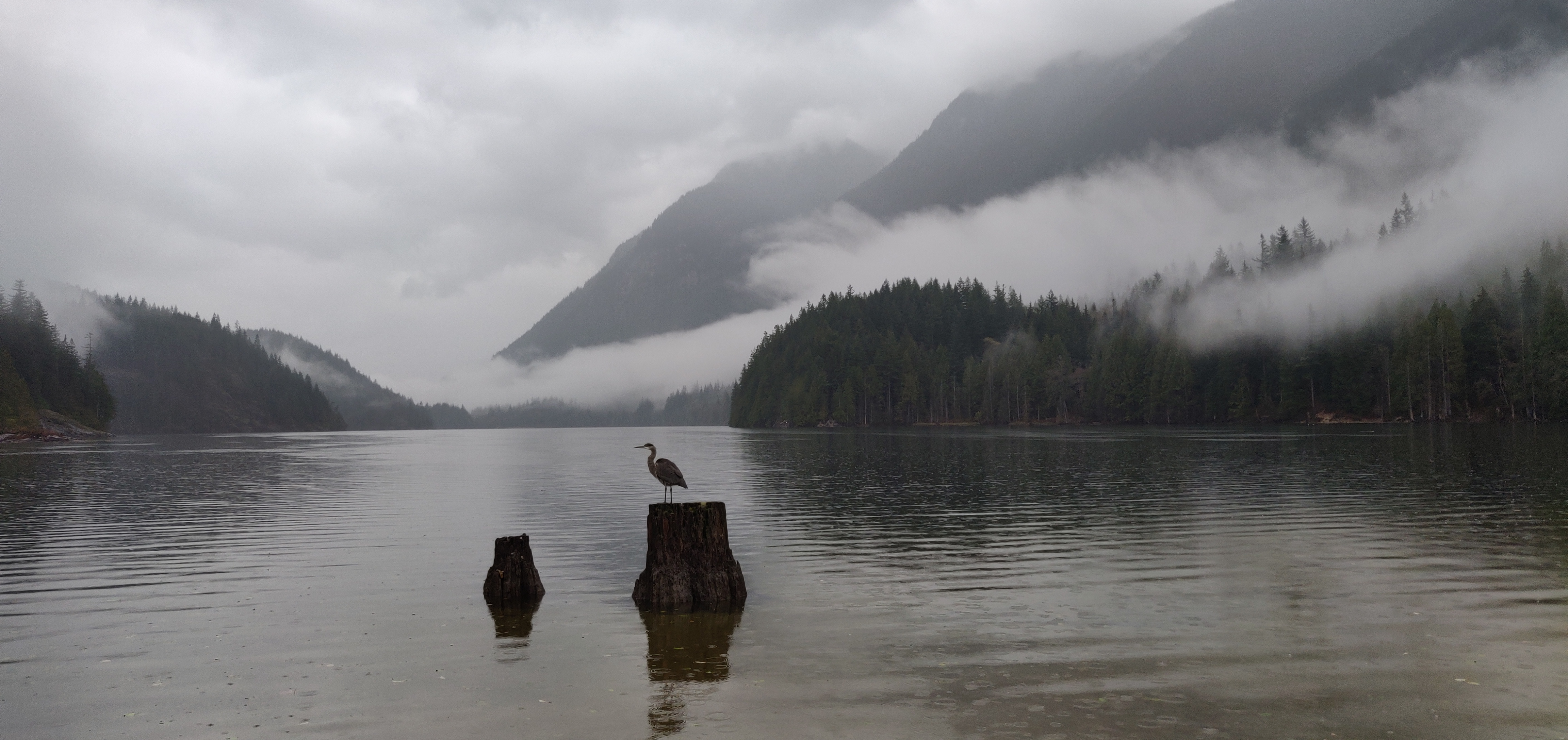 Download mobile wallpaper Fog, Crane, Mountains, Lake, Animals, Bird for free.