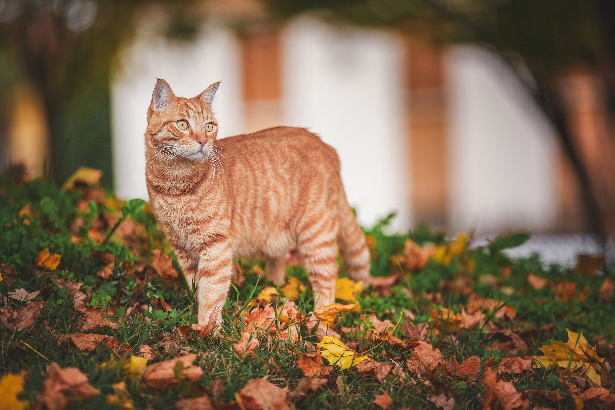 Download mobile wallpaper Cats, Cat, Blur, Leaf, Fall, Animal for free.