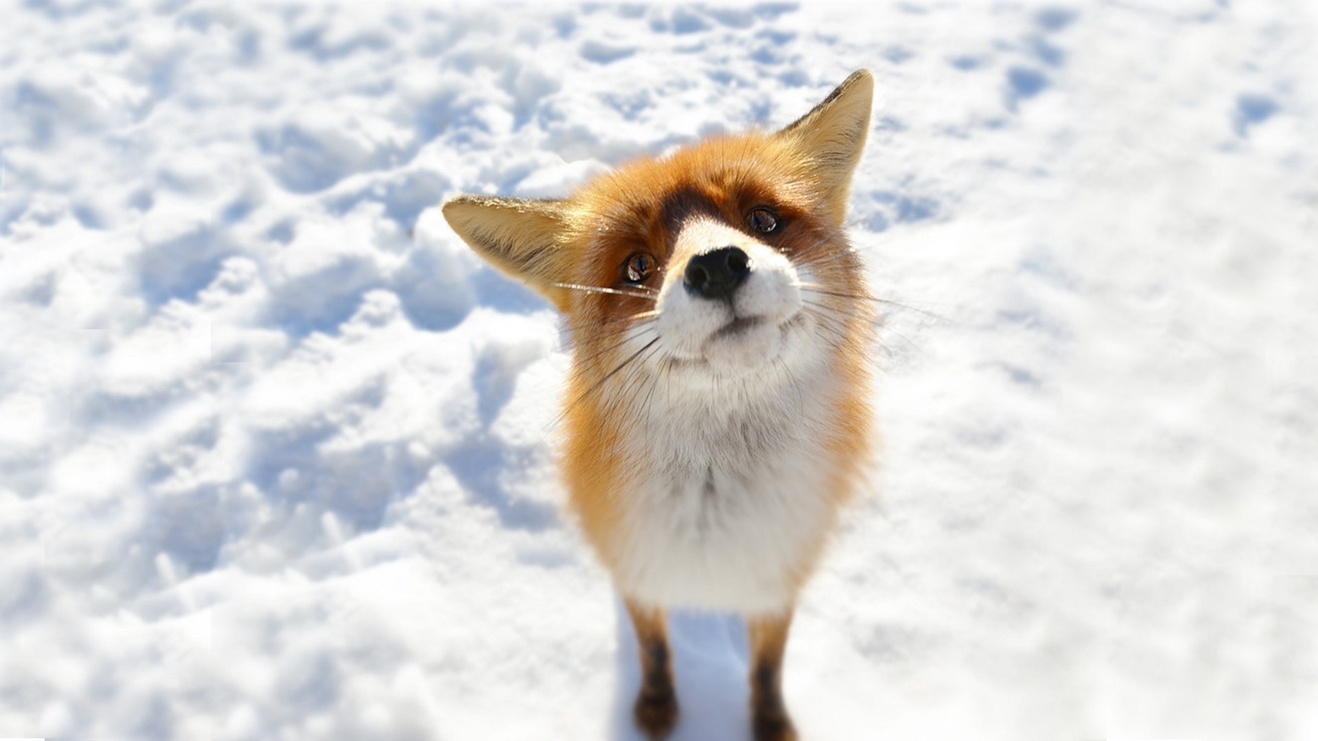 750749壁紙のダウンロード動物, 狐, レッドフォックス, 雪, 冬-スクリーンセーバーと写真を無料で