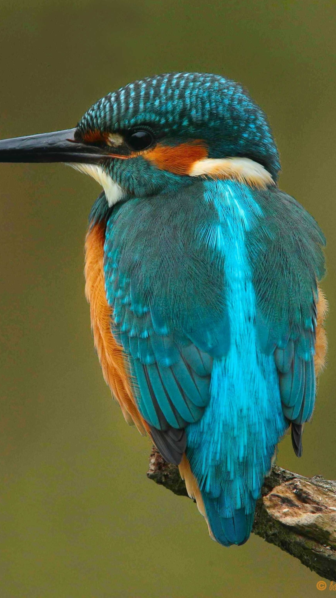 Download mobile wallpaper Birds, Animal, Kingfisher for free.