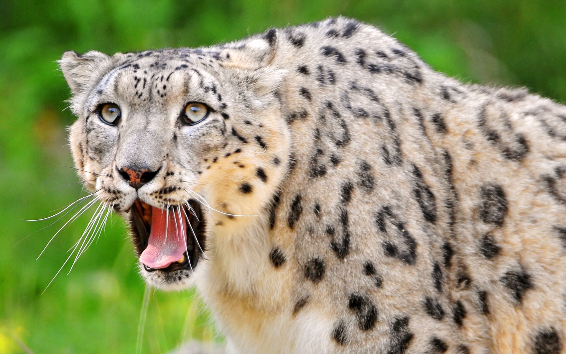 139389 télécharger le fond d'écran animaux, snow leopard, sourire, museau, muselière, prédateur, vue, opinion, bouche ouverte, ouvrir bouche - économiseurs d'écran et images gratuitement