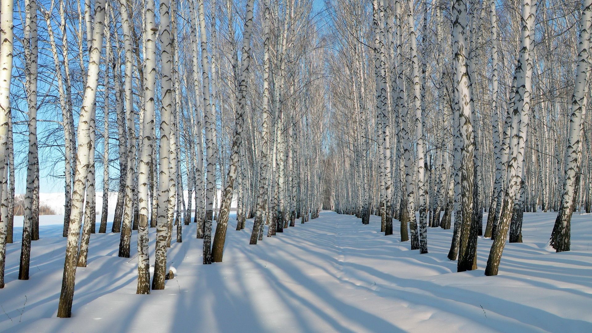 winter, nature, trees, snow, birches, shadows, rows, ranks, grove