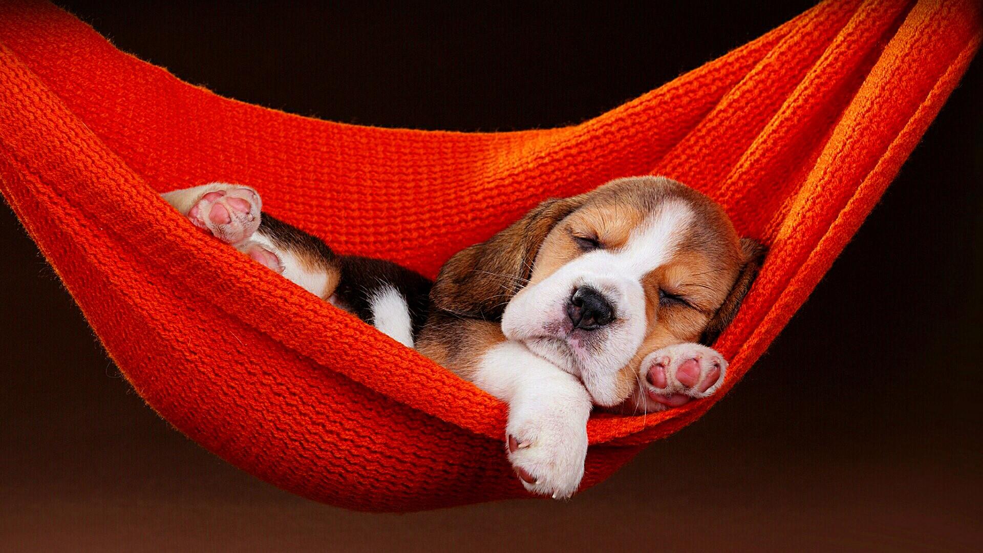 animal, beagle, dog, hammock, puppy, sleeping, dogs