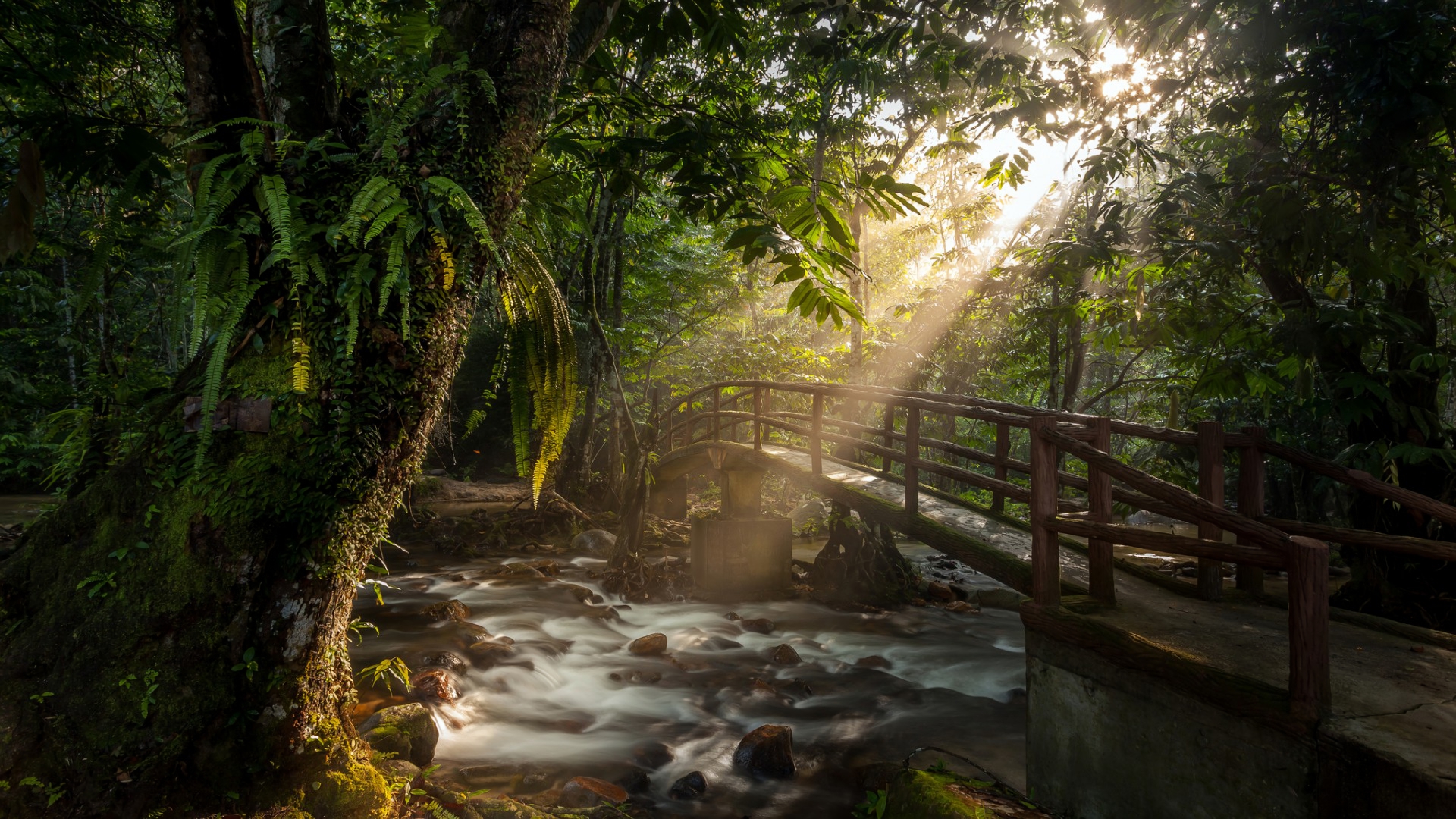 Free download wallpaper Bridges, Forest, Bridge, Sunlight, River, Sunbeam, Man Made, Sunshine on your PC desktop