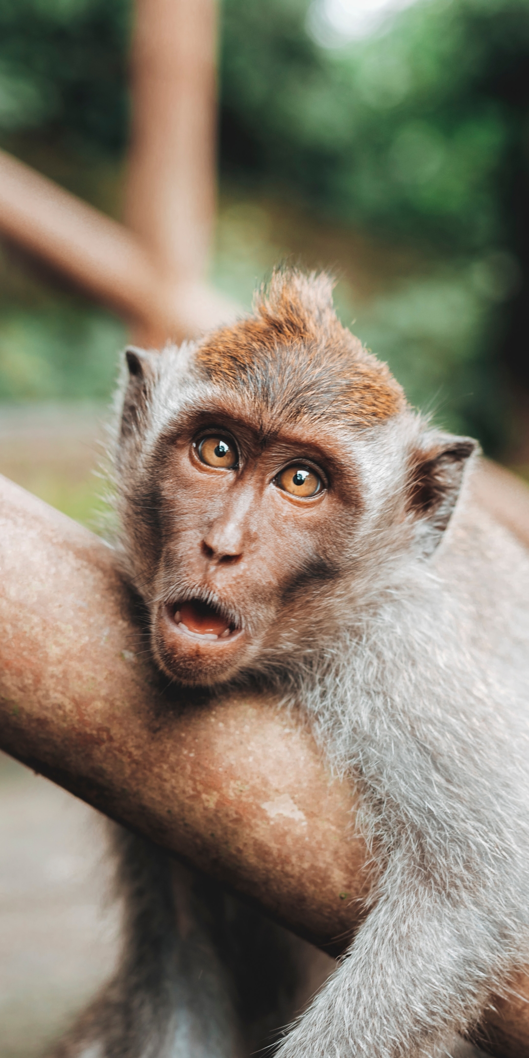 Download mobile wallpaper Monkeys, Monkey, Animal, Primate for free.