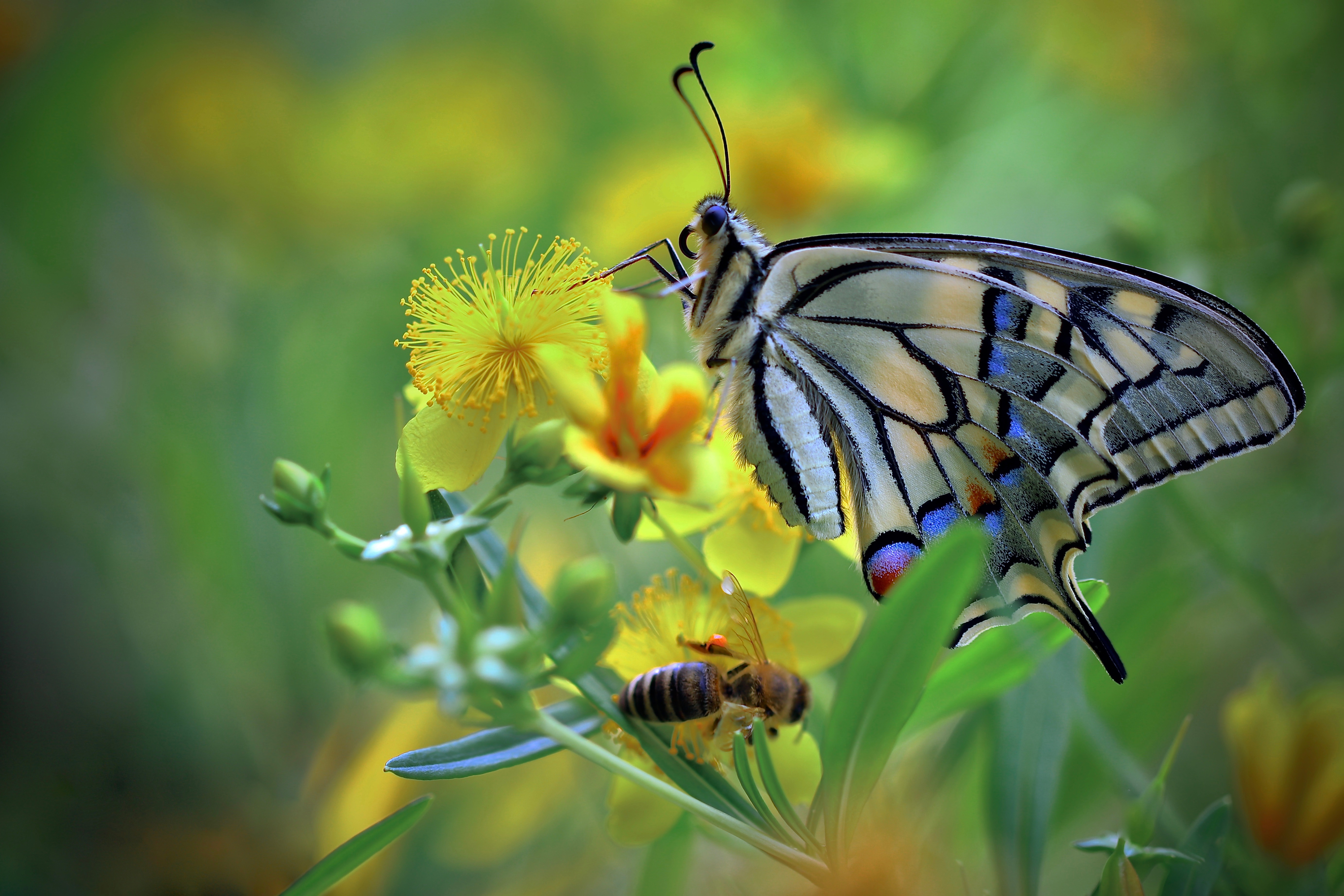 Descarga gratis la imagen Animales, Insecto, Mariposa, Macrofotografía en el escritorio de tu PC