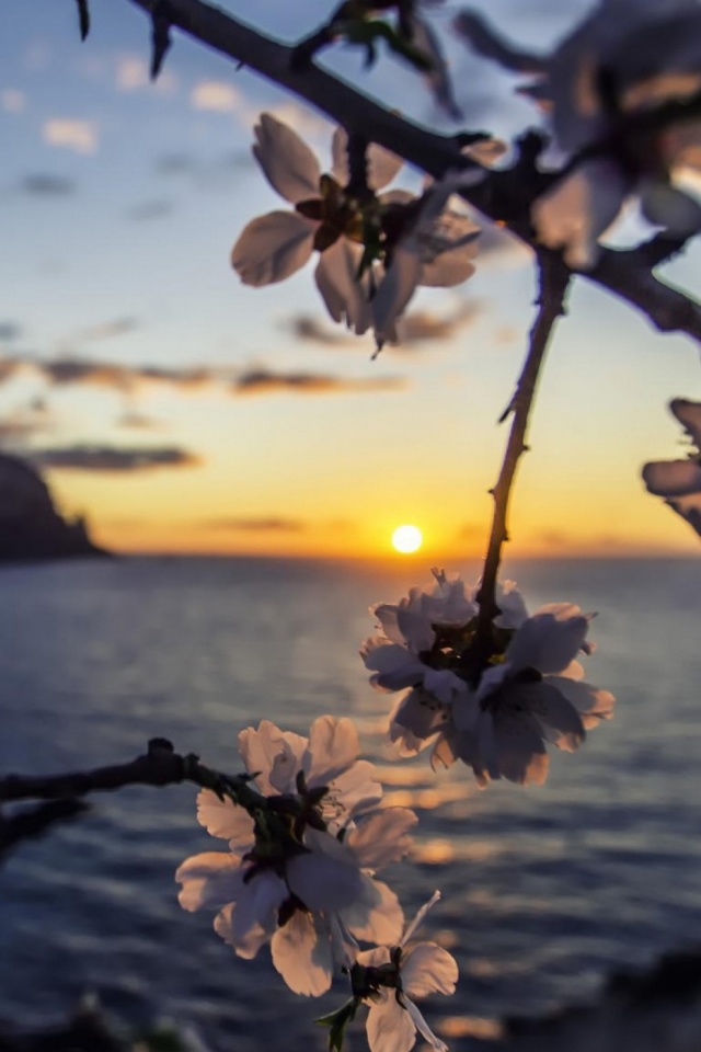 Download mobile wallpaper Nature, Flowers, Water, Sunset, Sun, Flower, Earth, Blossom for free.