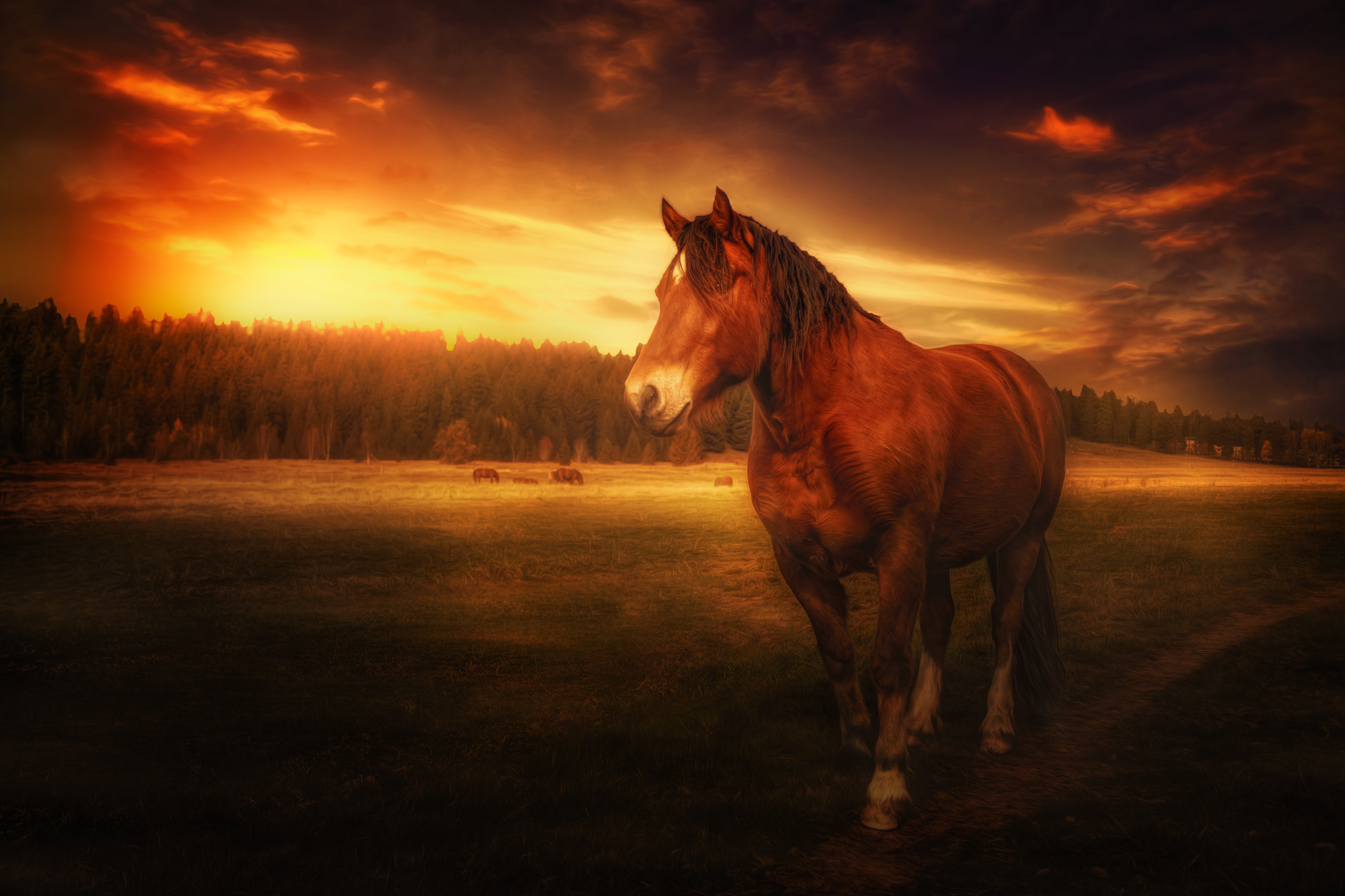 PCデスクトップに動物, 日没, 馬, 分野画像を無料でダウンロード