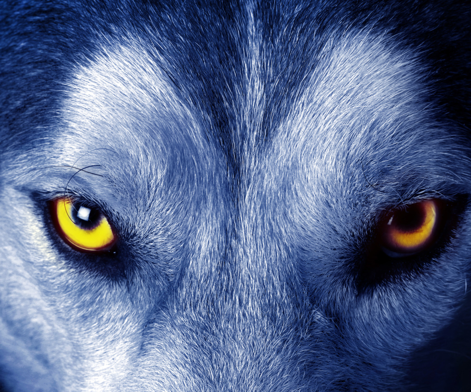 無料モバイル壁紙動物, オオカミ, 目, 狼をダウンロードします。