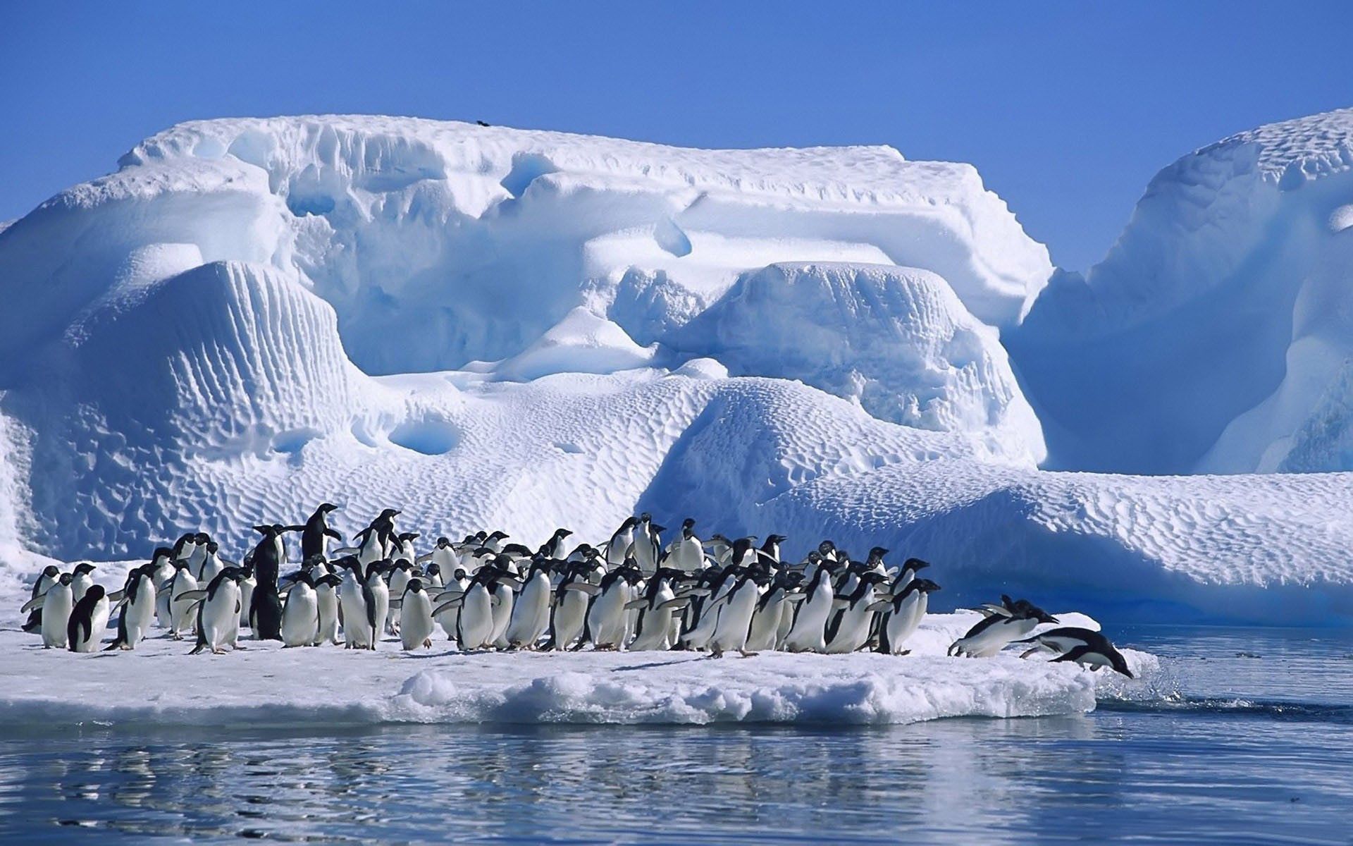 151870 завантажити шпалери пінгвіни, тварини, сніг, зграя, стрибок, стрибати, льодовик, антарктида - заставки і картинки безкоштовно