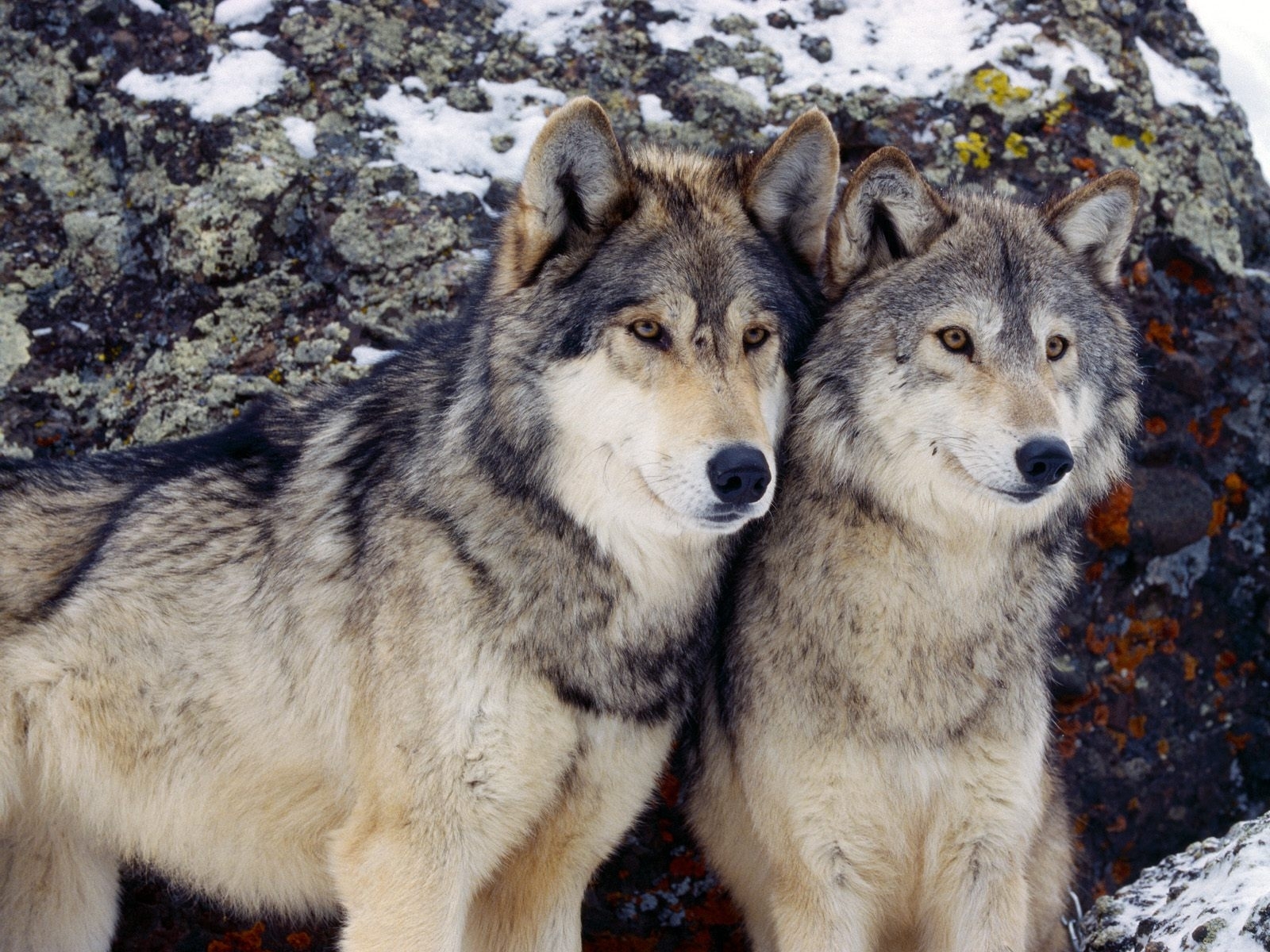 2270 Bild herunterladen wölfe, tiere - Hintergrundbilder und Bildschirmschoner kostenlos
