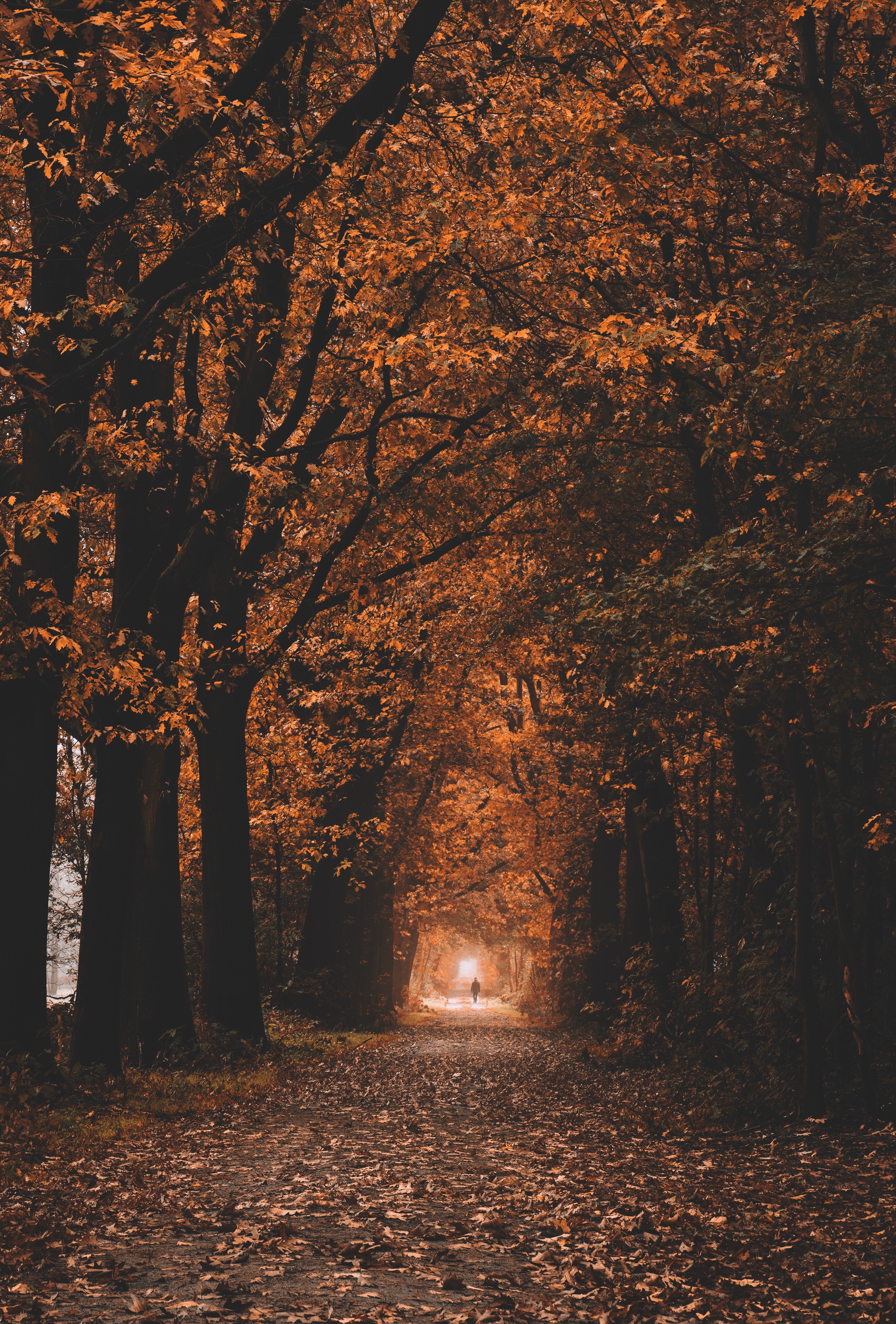 autumn, nature, trees, tunnel, track Full HD