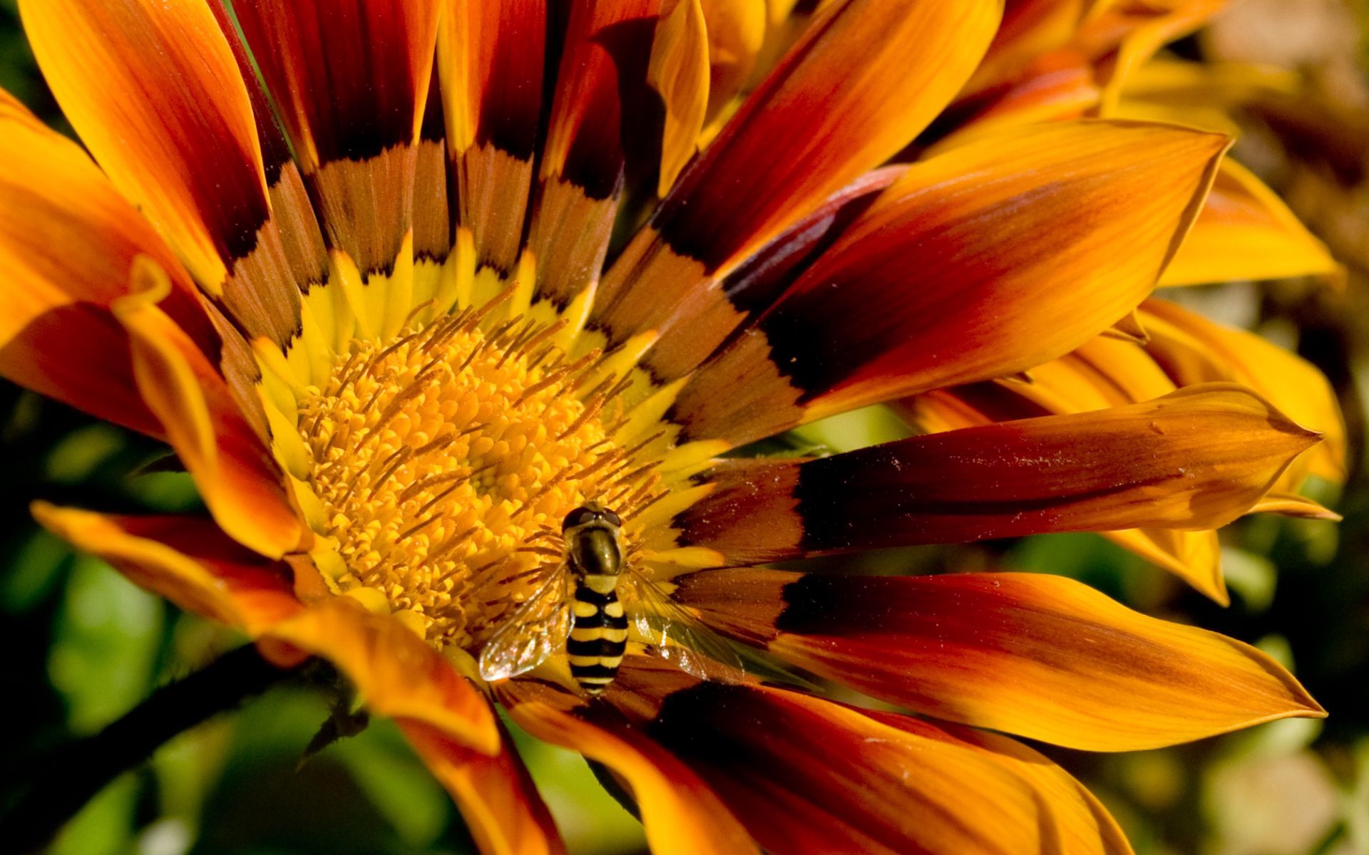 147548 скачать картинку пчела, цветок, макро, лепестки, полосатый, опыление - обои и заставки бесплатно