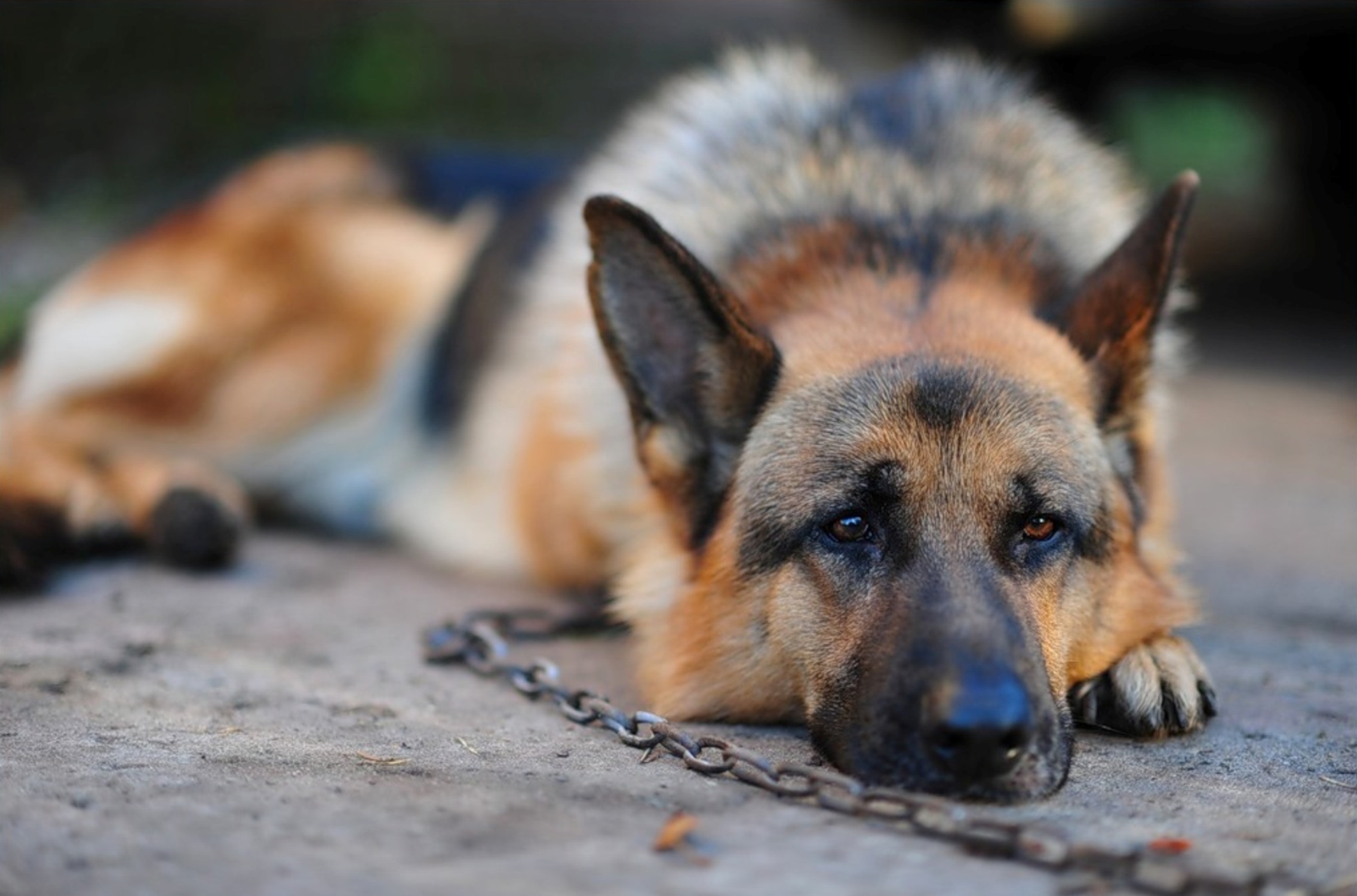 PC Wallpapers animals, dog, relaxation, rest, chain, german shepherd