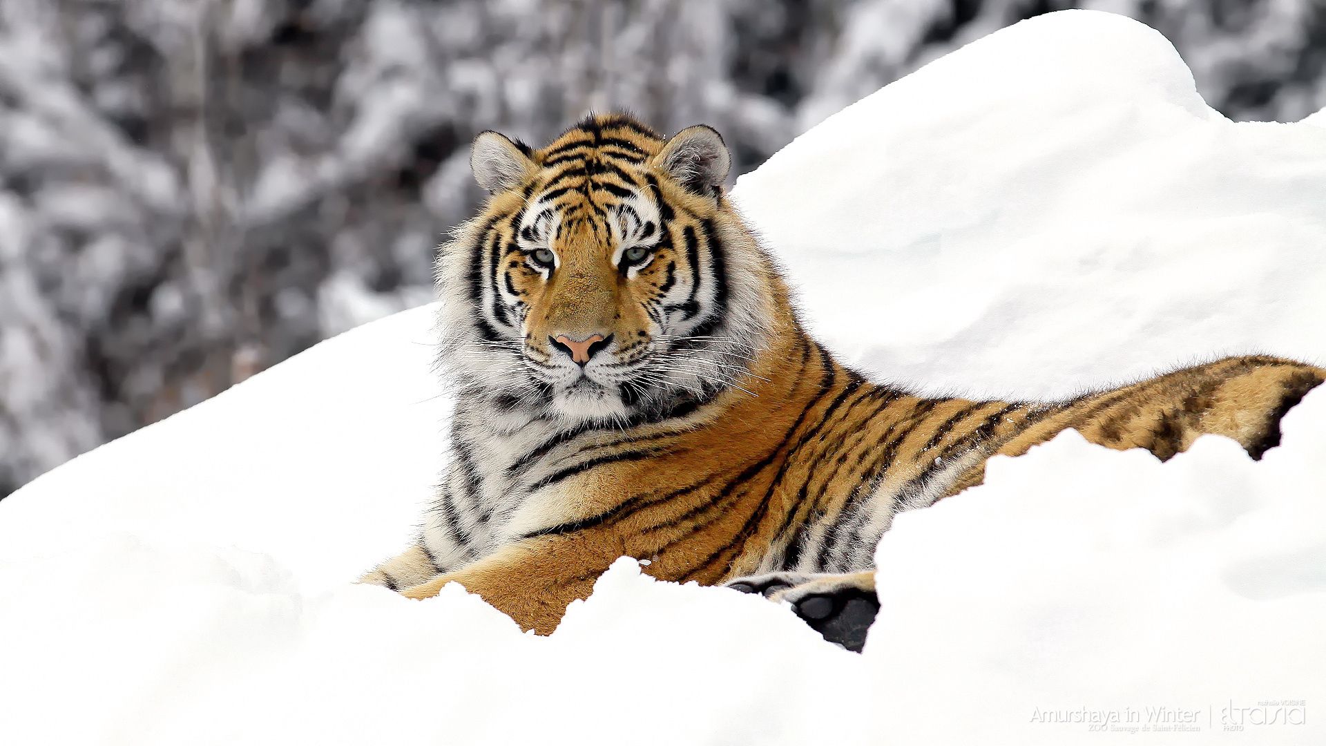 Download mobile wallpaper To Lie Down, Lie, Snow, Animals, Predator, Big Cat, Tiger for free.