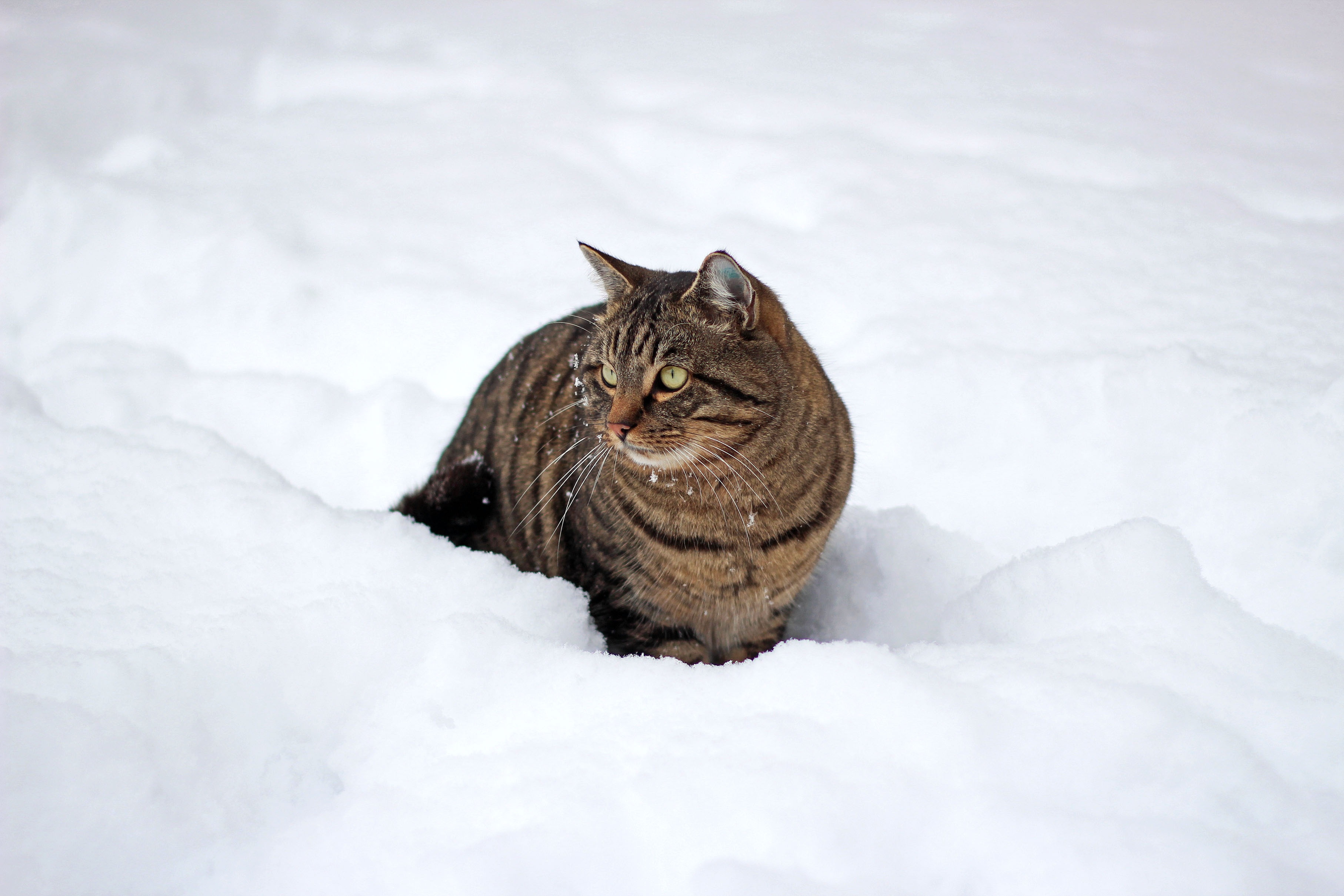 Download mobile wallpaper Animals, Snow, Stroll, Cat, Winter for free.