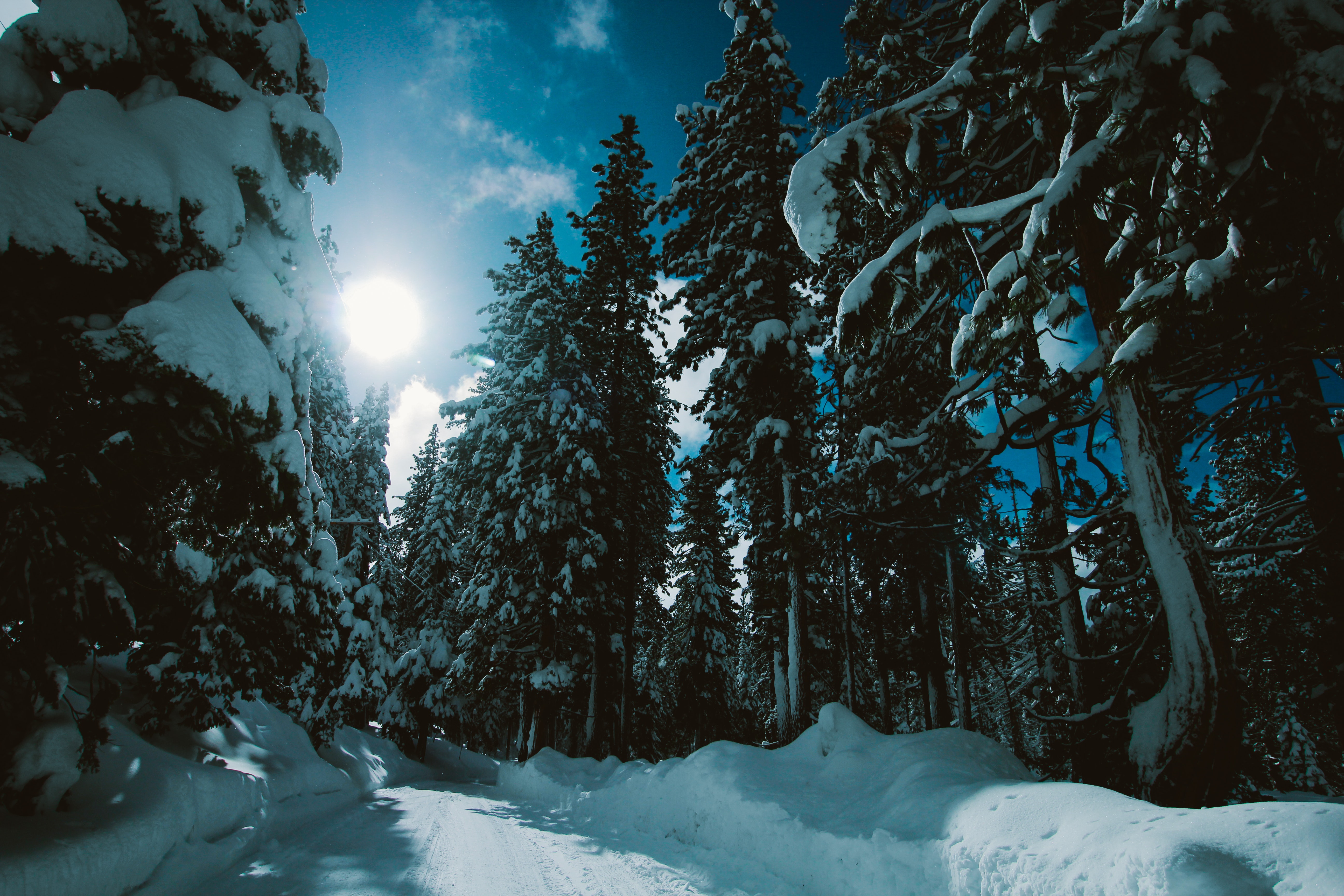 Laden Sie das Bäume, Straße, Natur, Schnee, Sonnenlicht, Wald, Winter-Bild kostenlos auf Ihren PC-Desktop herunter