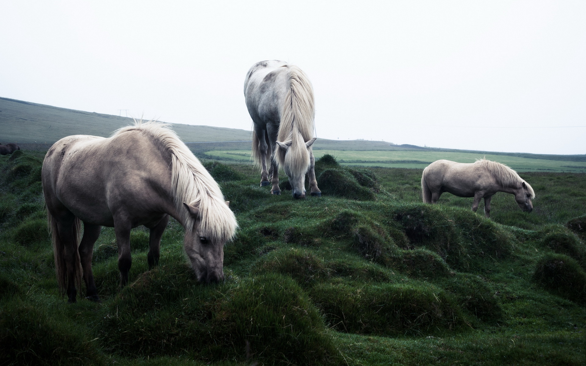 Descarga gratuita de fondo de pantalla para móvil de Animales, Caballo.