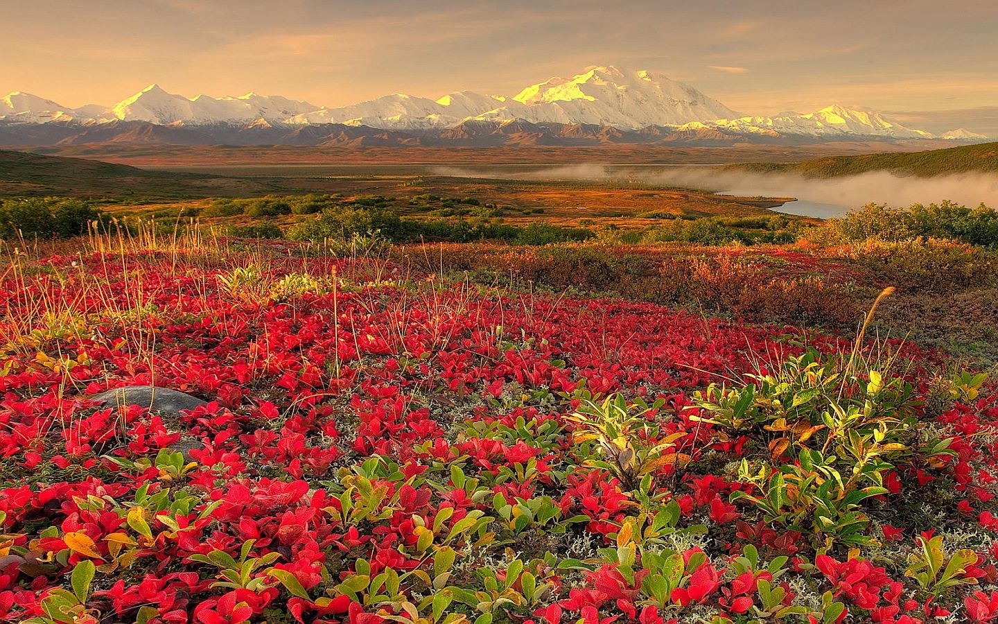 Laden Sie das Landschaft, Blume, Erde/natur-Bild kostenlos auf Ihren PC-Desktop herunter