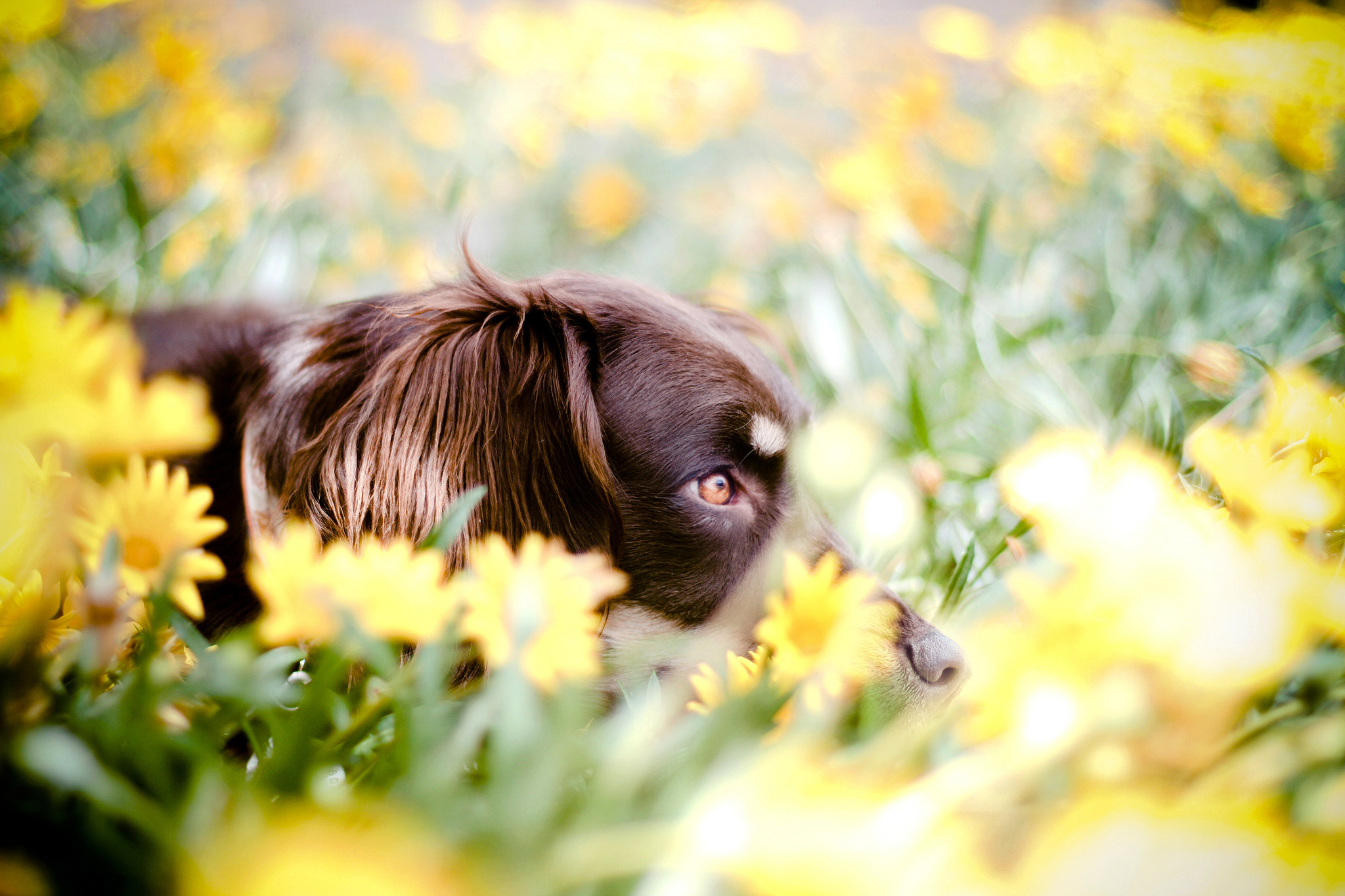 Descarga gratuita de fondo de pantalla para móvil de Pastor Australiano, Bokeh, Perros, Perro, Animales.