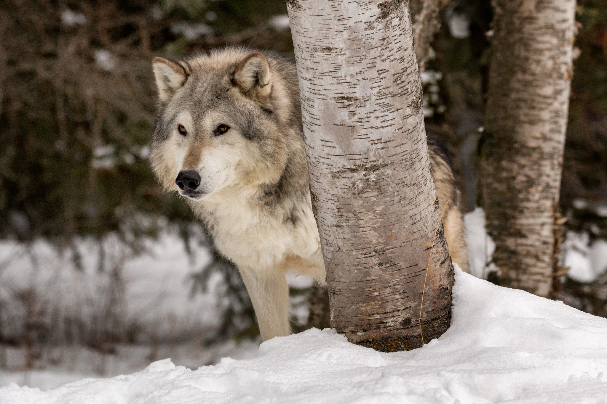 Handy-Wallpaper Tiere, Winter, Schnee, Wolf, Wolves kostenlos herunterladen.