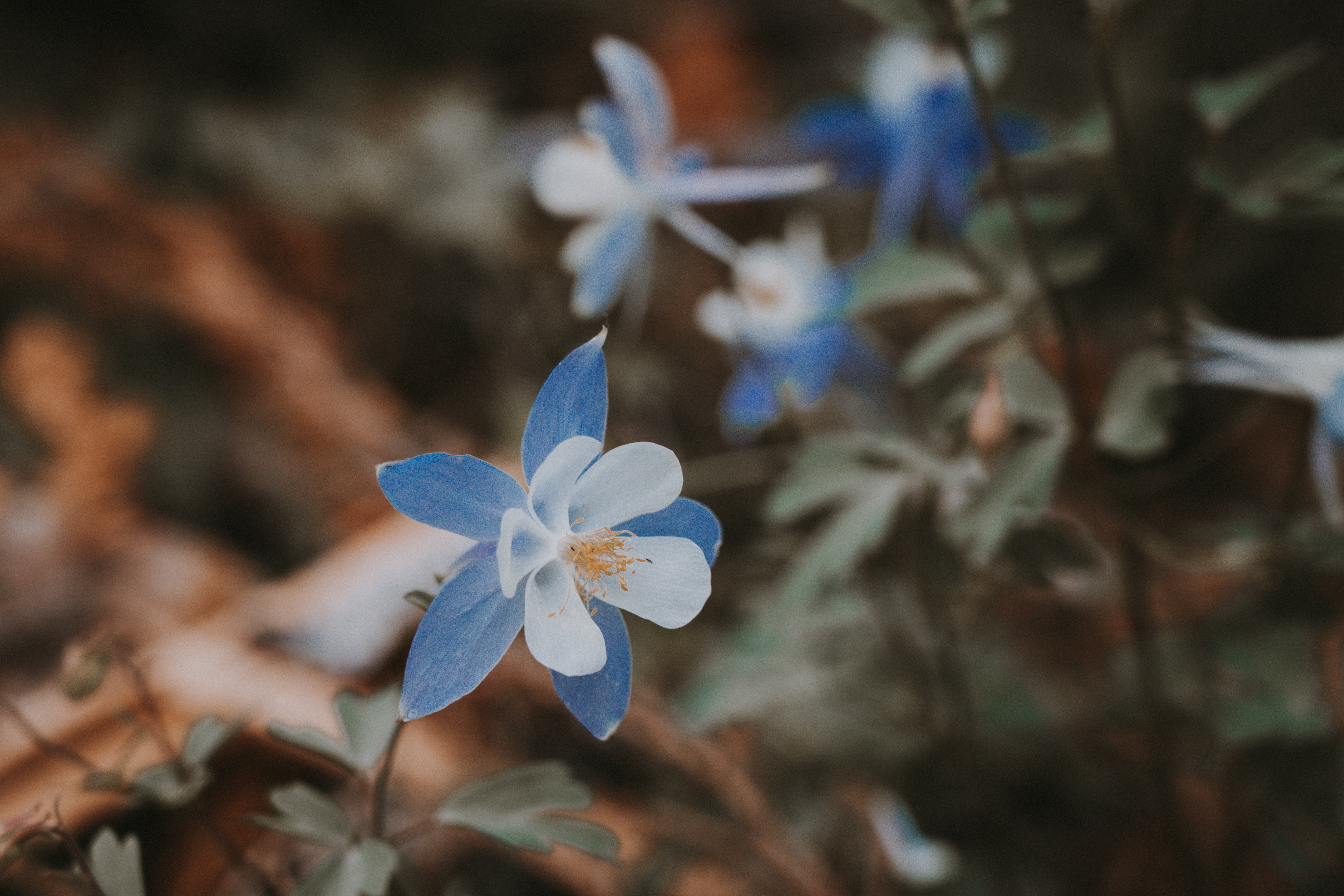 111221 descargar fondo de pantalla flores, azul, flor, macro, florecer, floración, aquilegia: protectores de pantalla e imágenes gratis