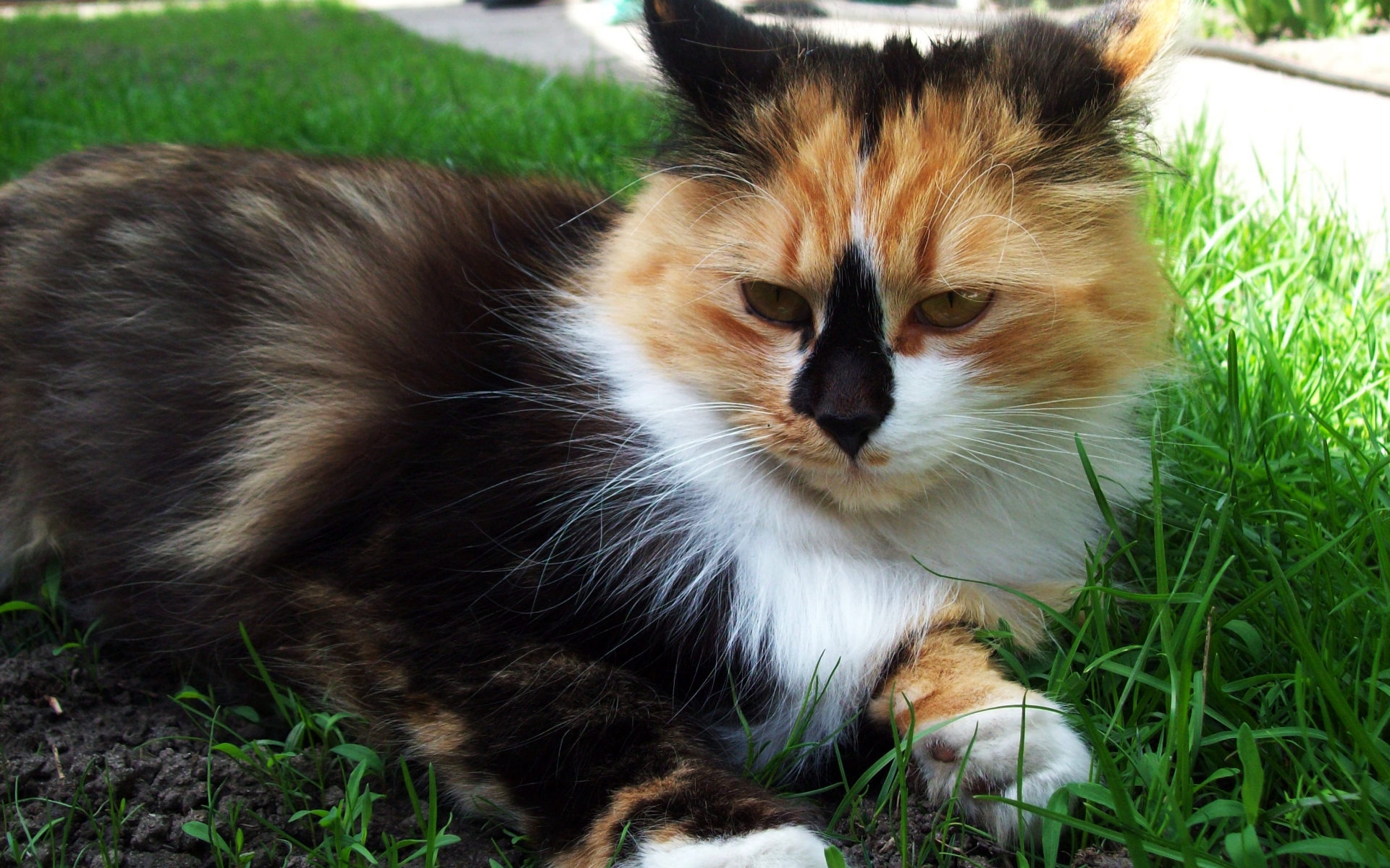 Baixe gratuitamente a imagem Animais, Gatos, Gato na área de trabalho do seu PC