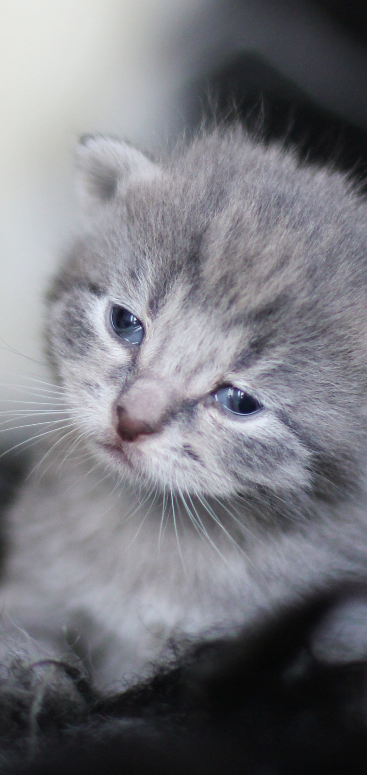 無料モバイル壁紙動物, ネコ, 猫, 子猫, 悲しい, 赤ちゃん動物をダウンロードします。