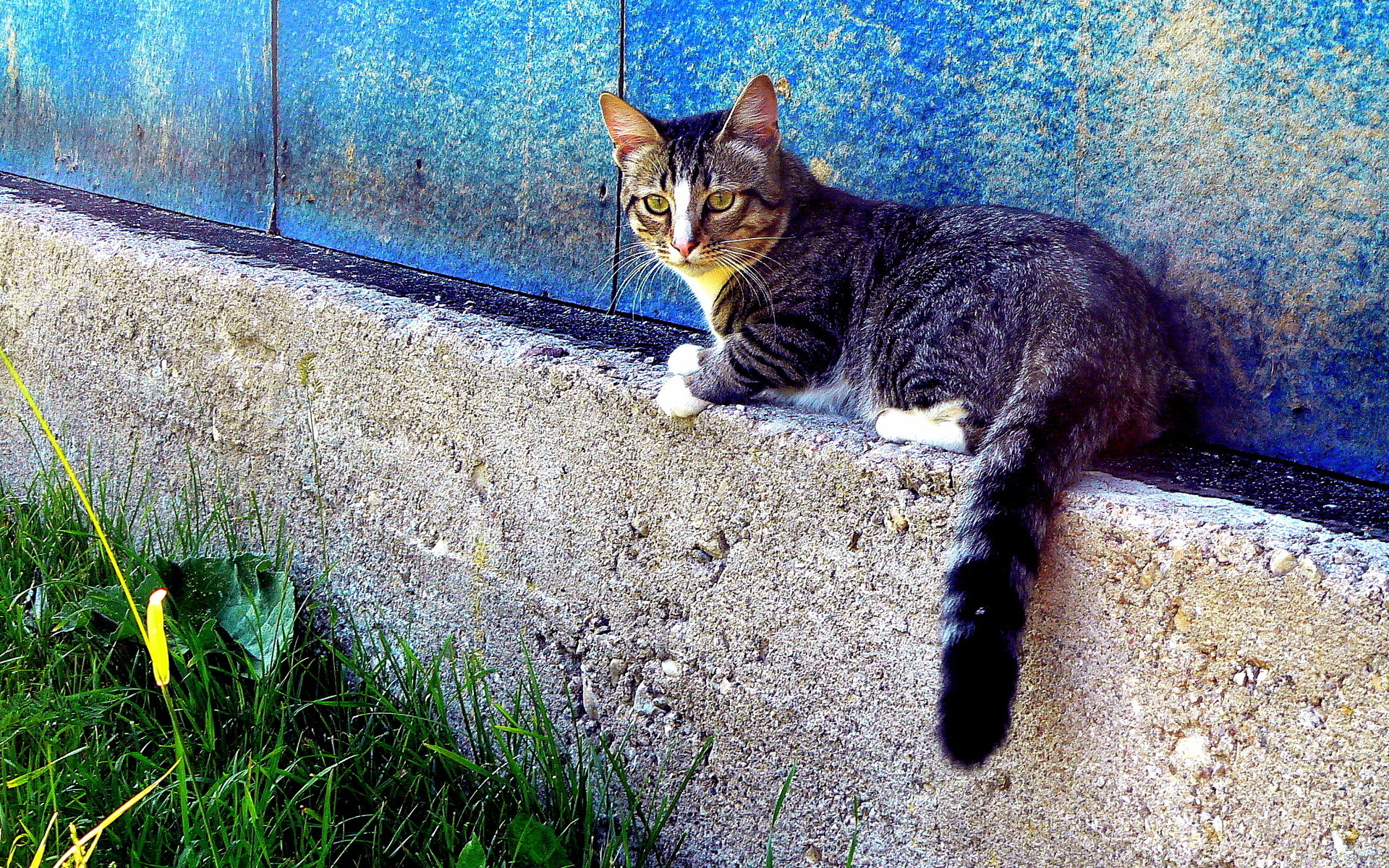 Handy-Wallpaper Tiere, Katzen, Katze kostenlos herunterladen.