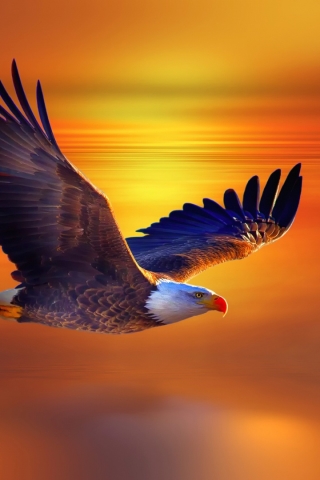 Download mobile wallpaper Birds, Sunset, Flight, Animal, Eagle, Bald Eagle for free.