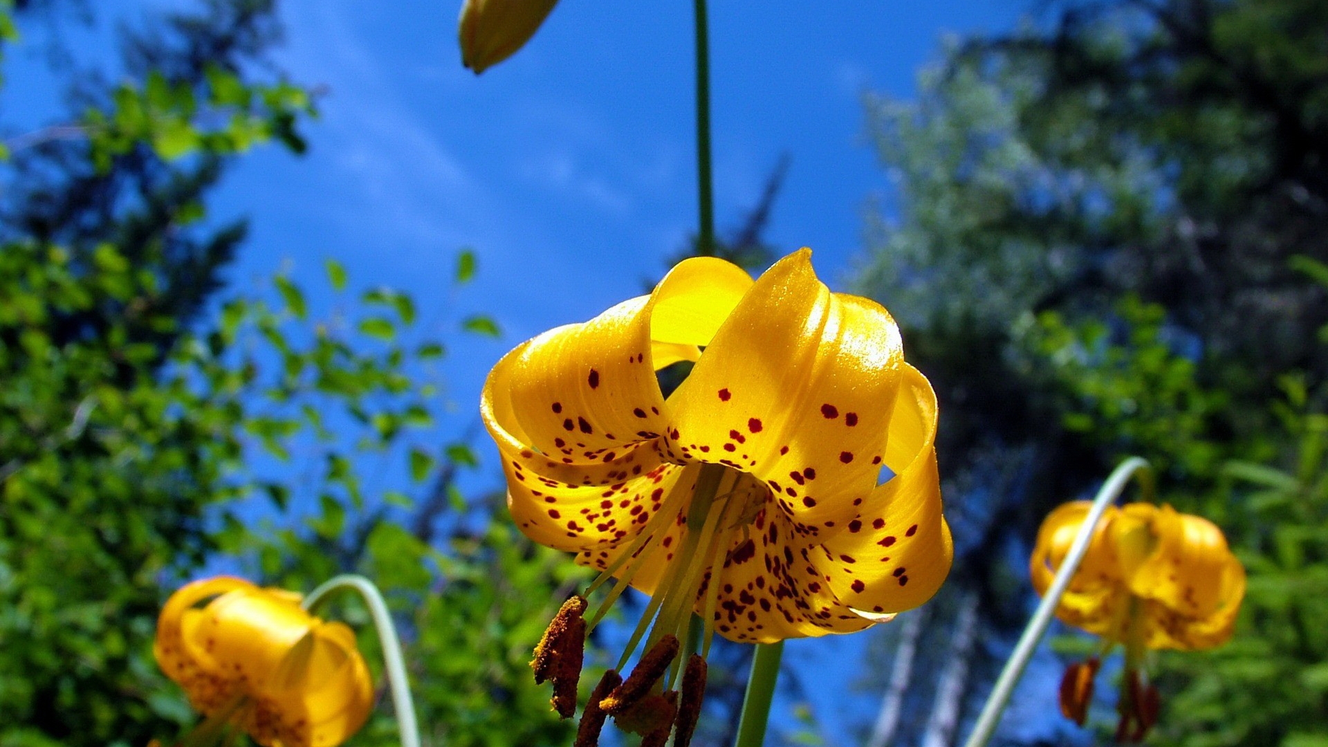 Baixar papel de parede para celular de Flor, Terra/natureza gratuito.