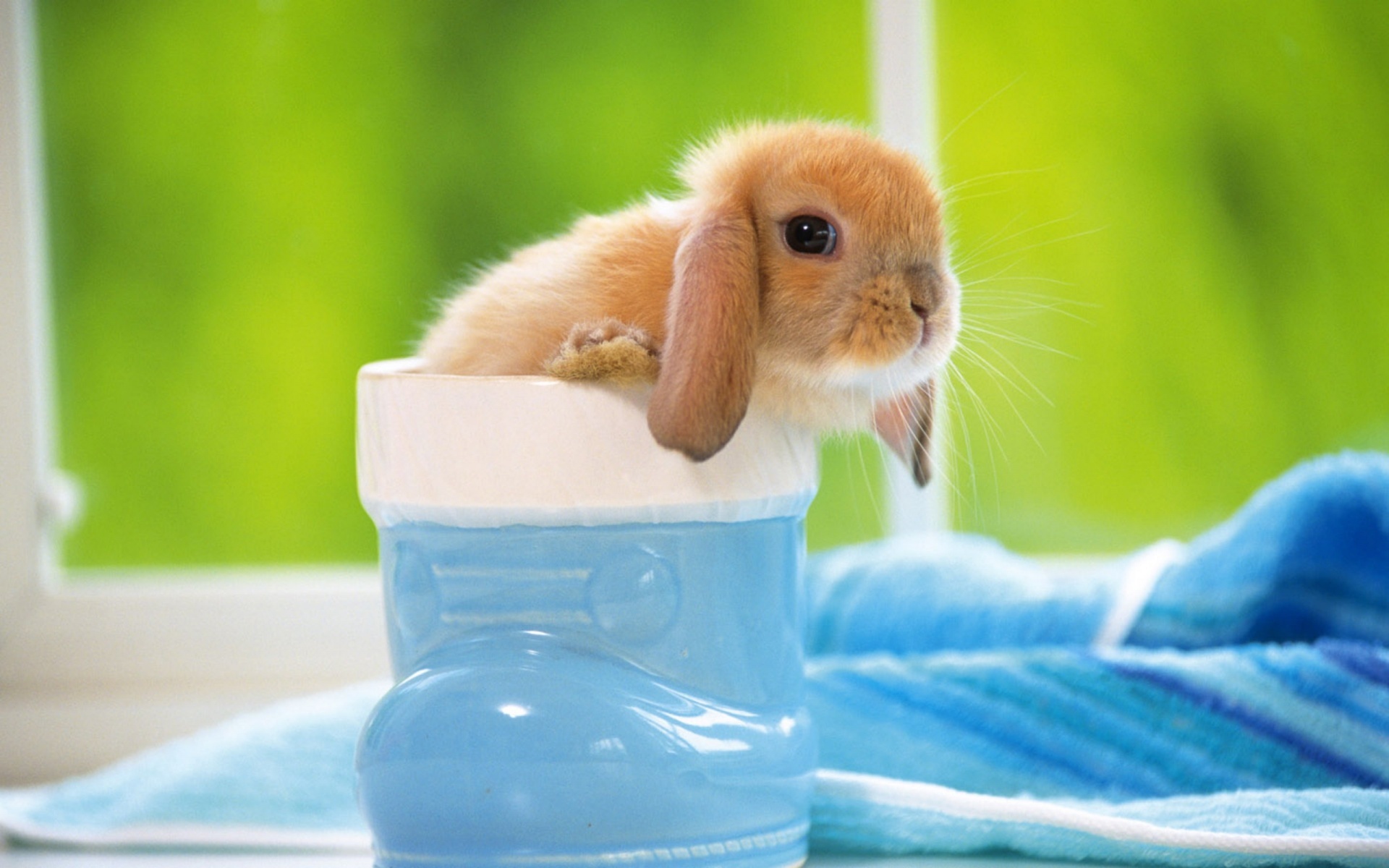 Free download wallpaper Rabbits, Animals on your PC desktop