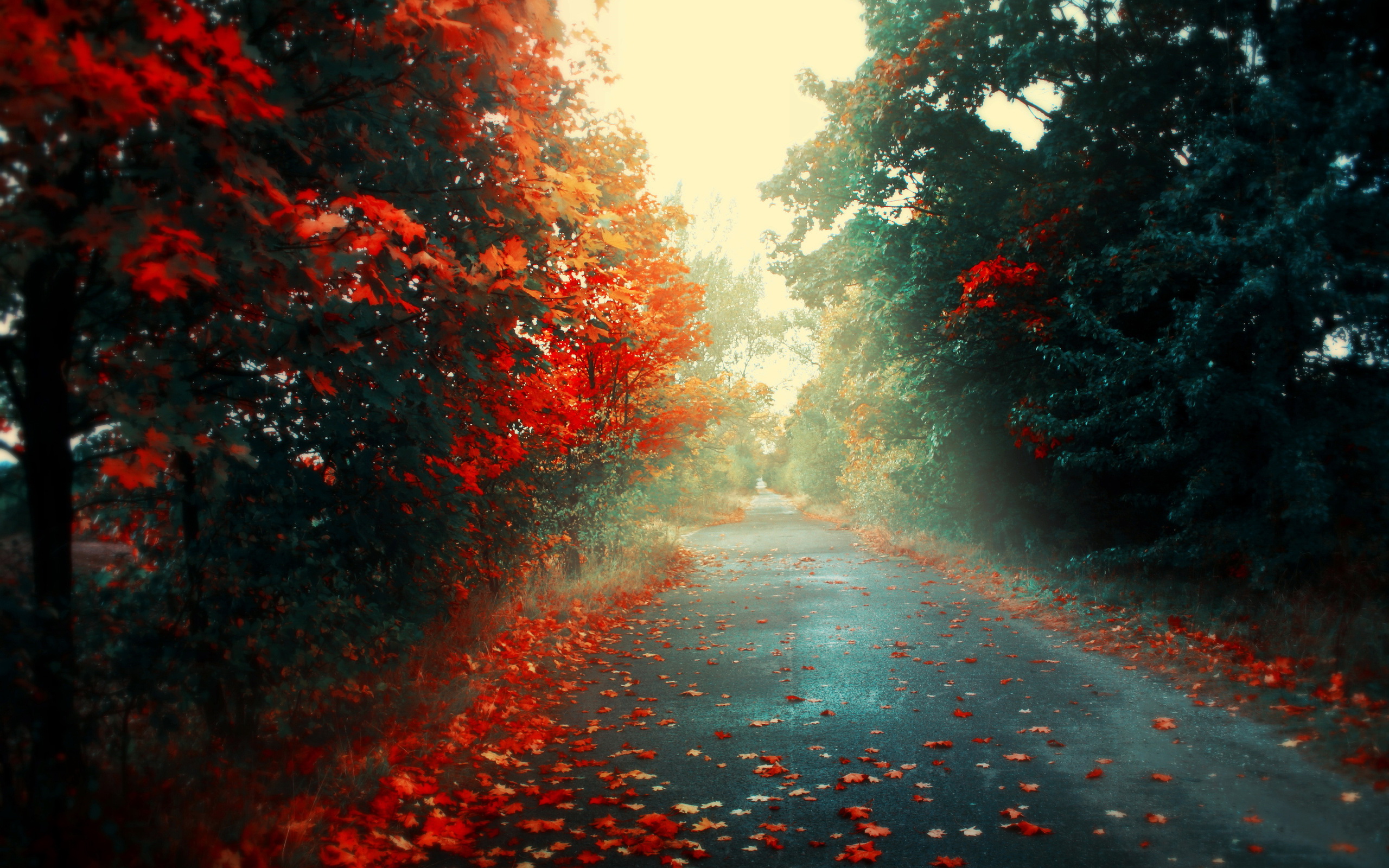 fall, forest, man made, road