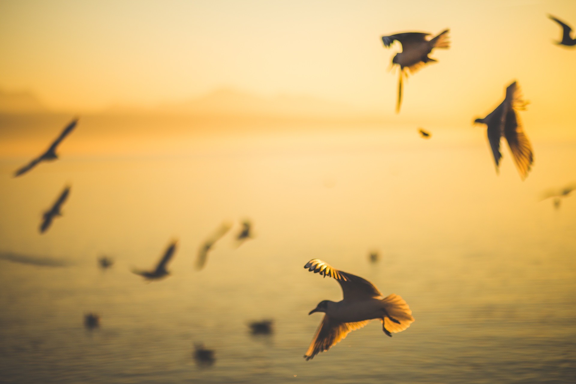 Free download wallpaper Birds, Sunset, Beach, Bird, Animal on your PC desktop