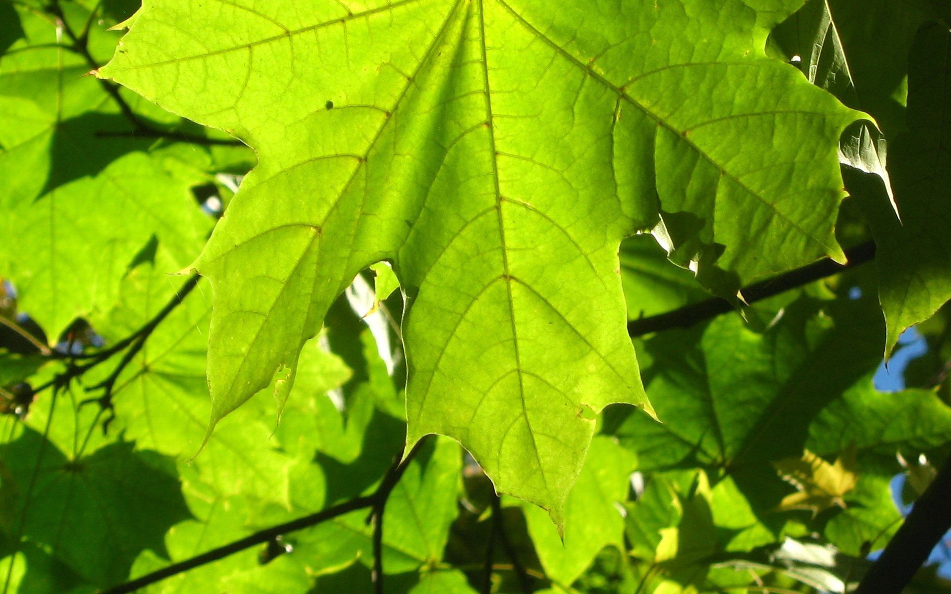 nature, green, sheet, leaf, veins