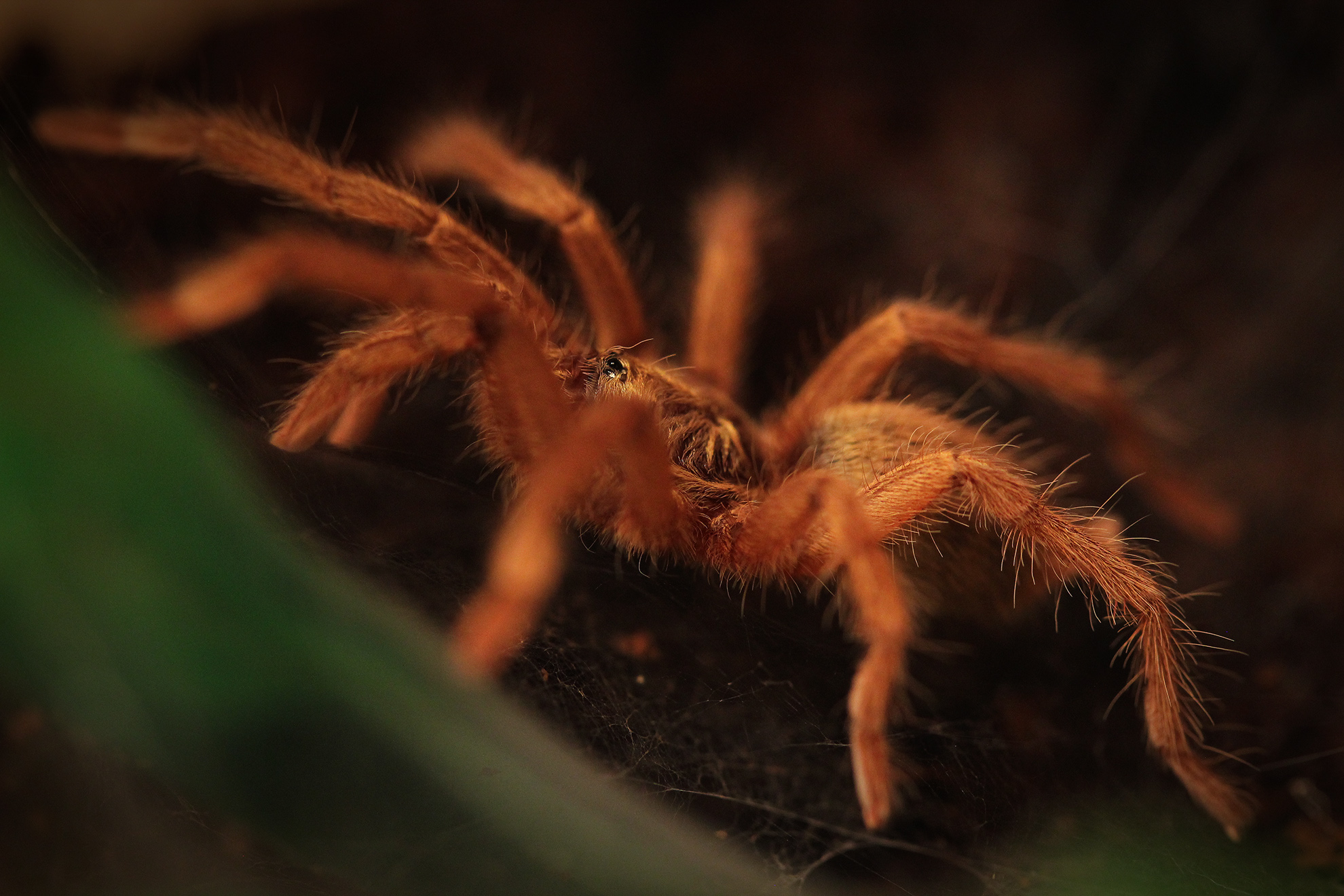 Free download wallpaper Spiders, Close Up, Animal, Spider, Arachnid on your PC desktop