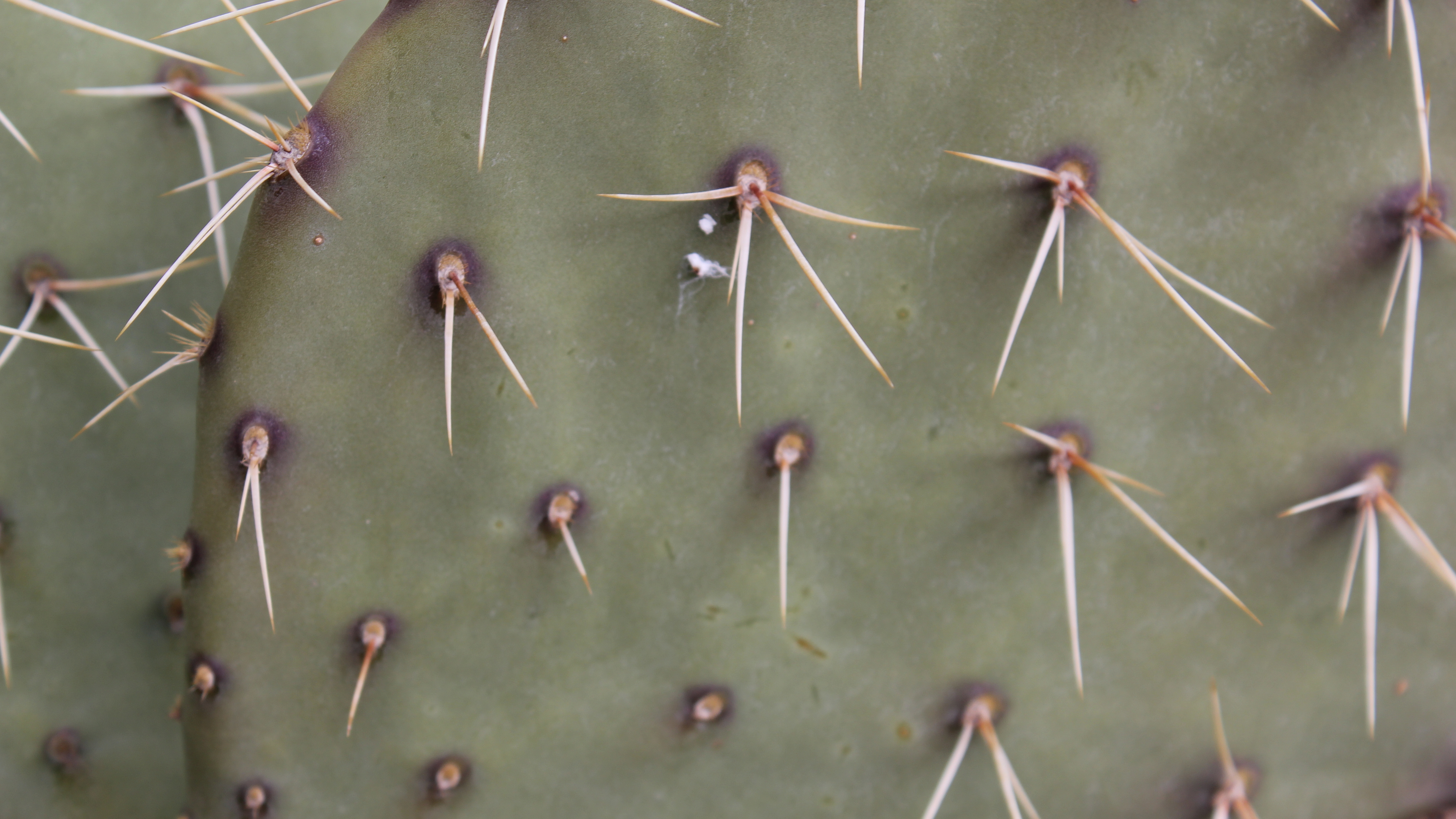 Download mobile wallpaper Earth, Cactus for free.