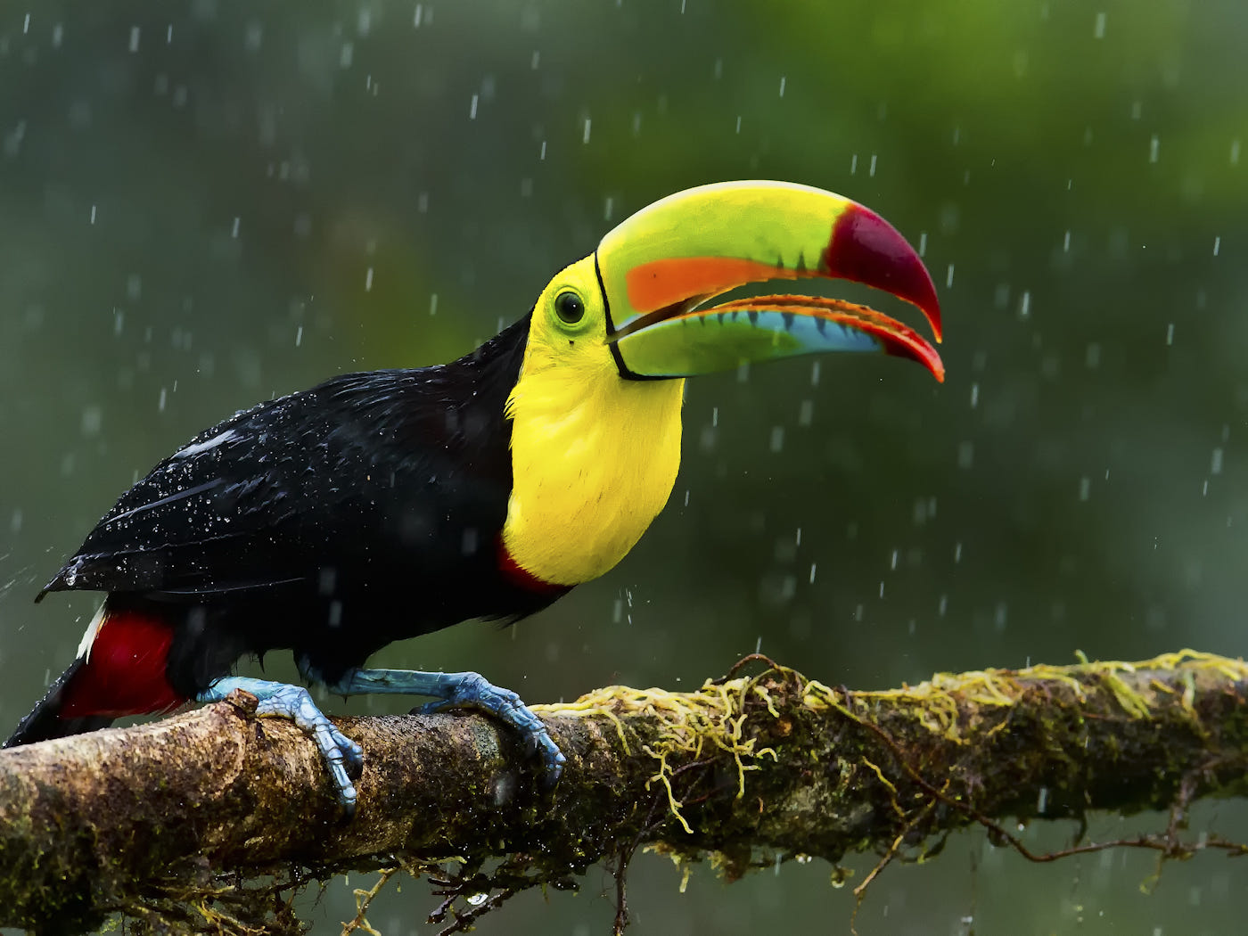 Download mobile wallpaper Rain, Bird, Beak, Branch, Animal, Toucan for free.