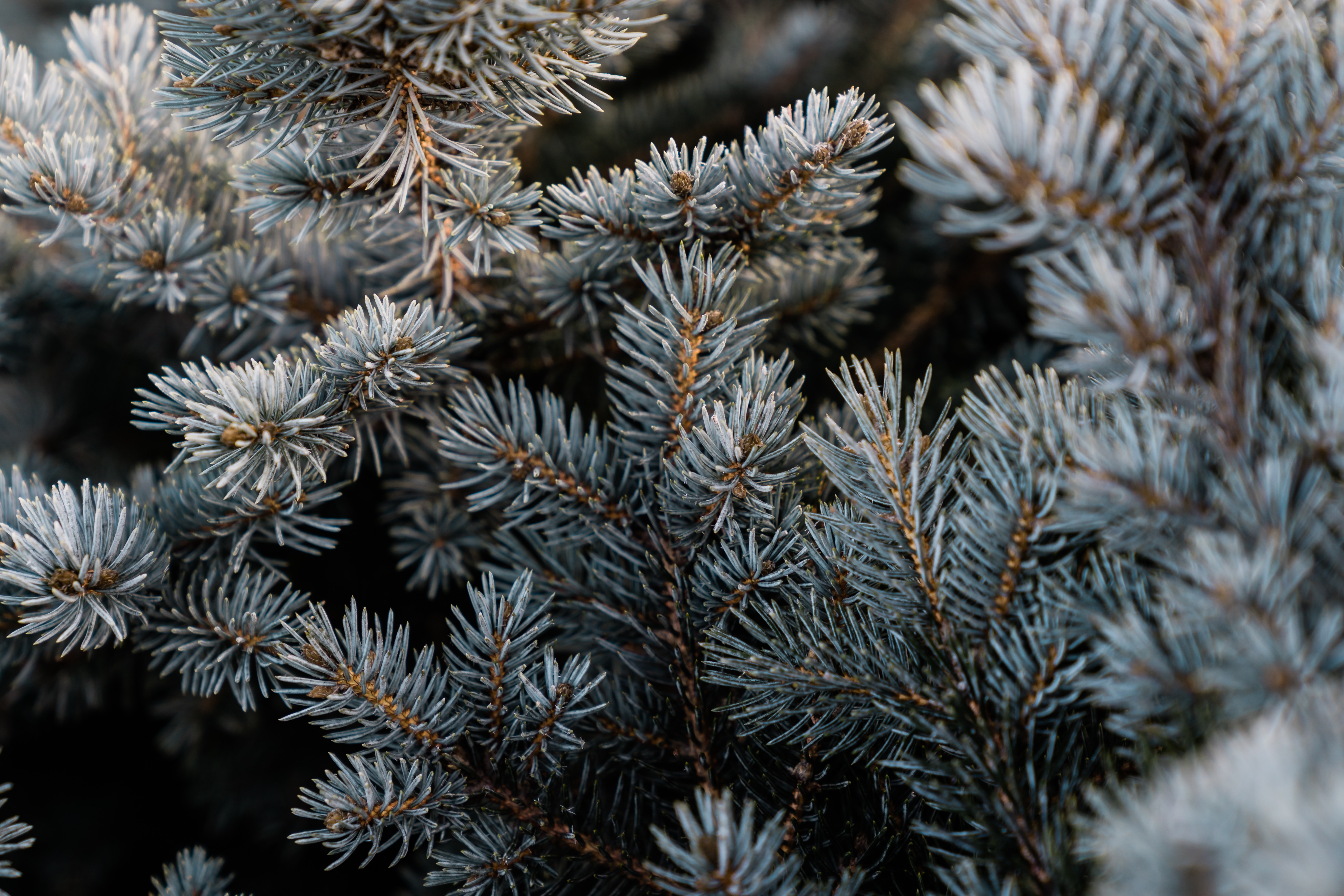 pine, macro, branch, needles 1080p