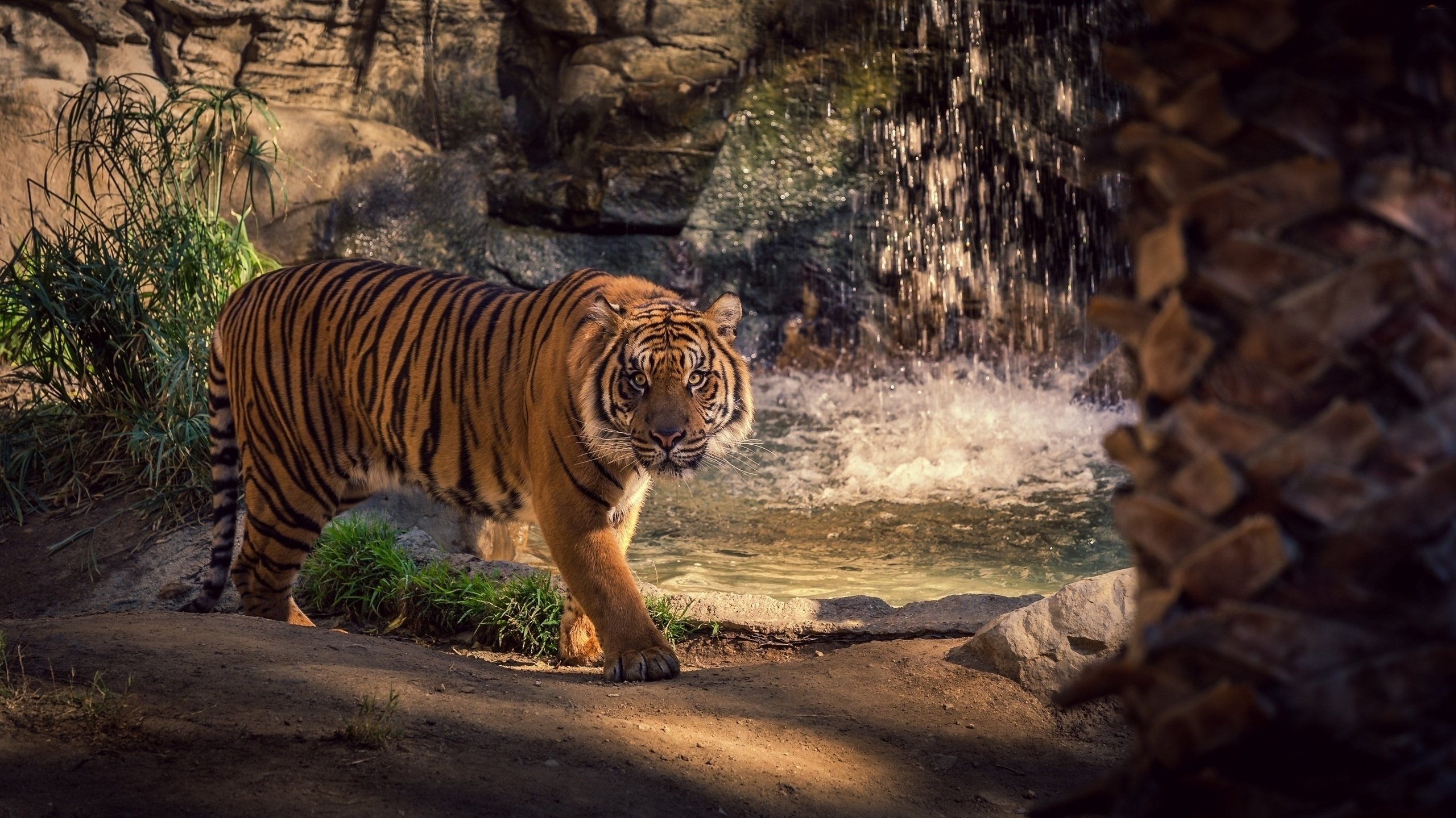 Baixar papel de parede para celular de Animais, Gatos, Tigre gratuito.