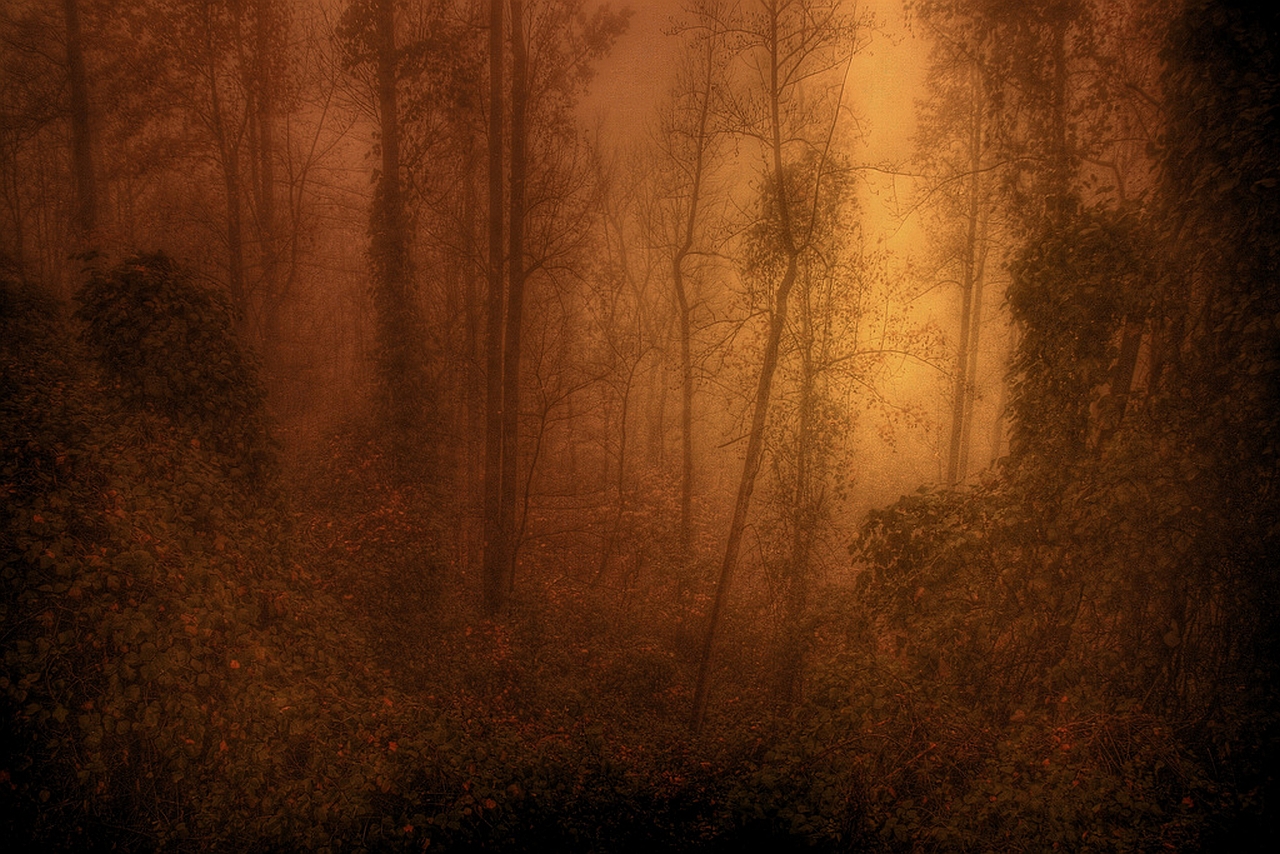 Téléchargez gratuitement l'image Forêt, Terre/nature sur le bureau de votre PC