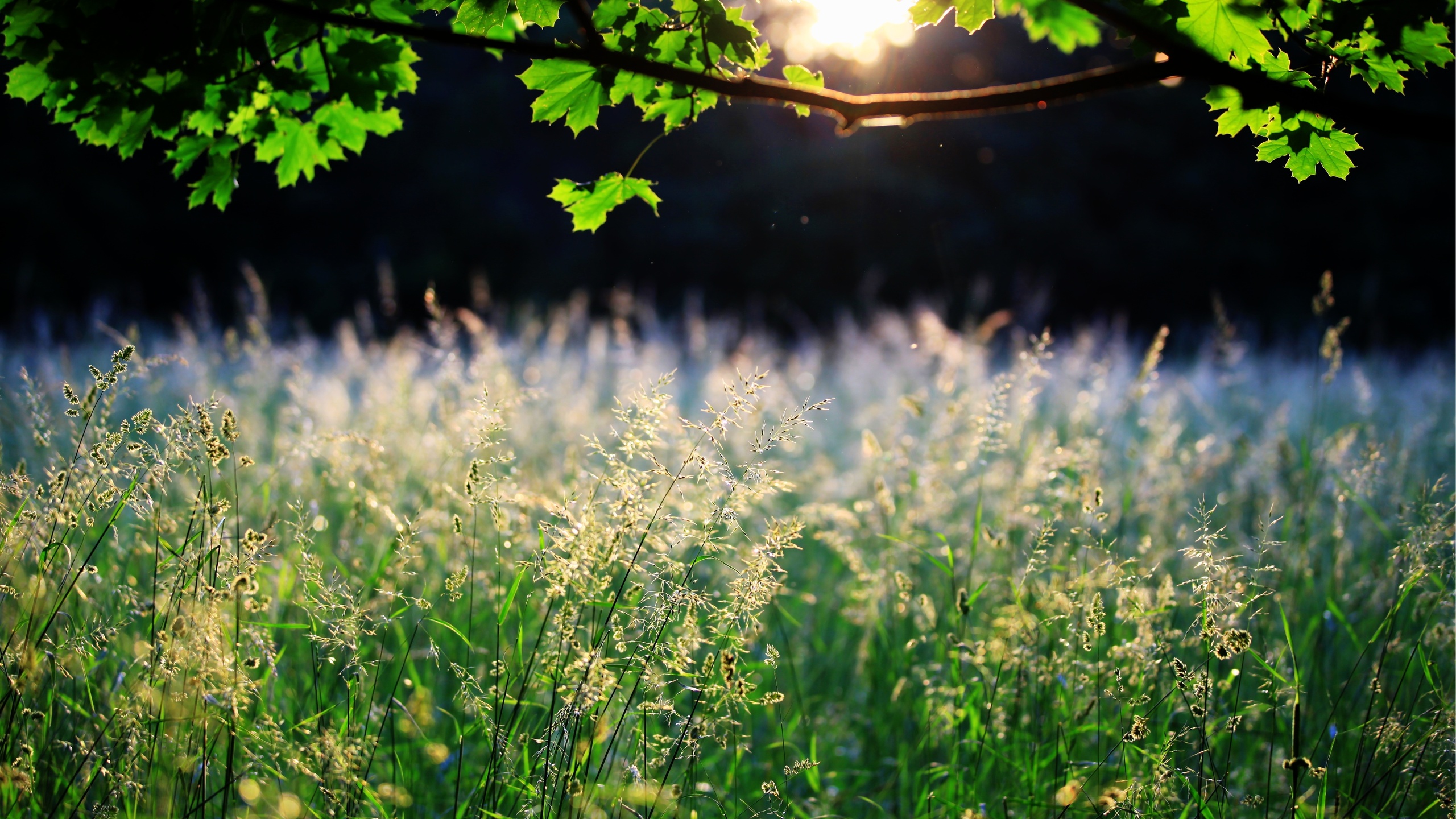 Free download wallpaper Earth, Field on your PC desktop