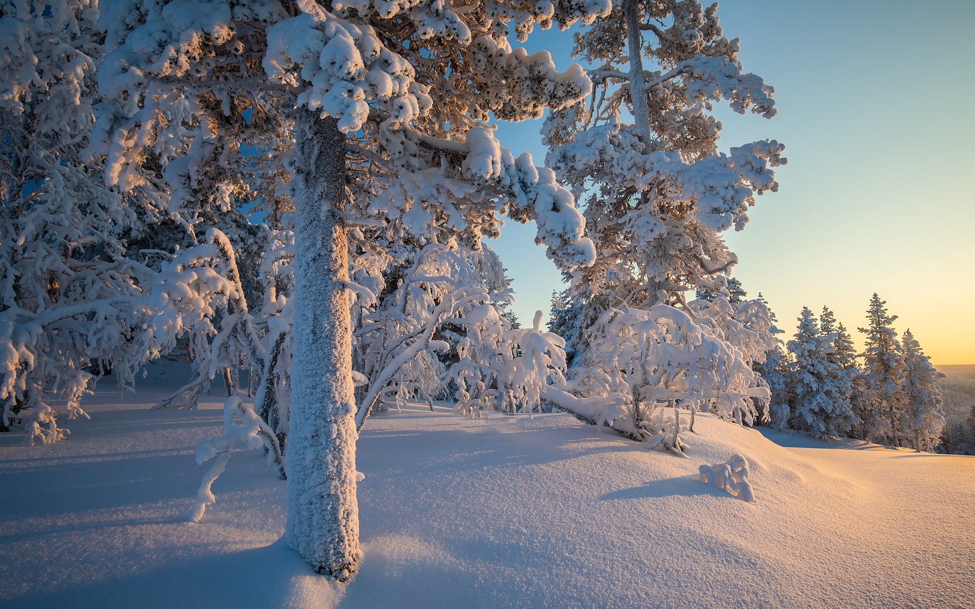 Free download wallpaper Winter, Snow, Forest, Tree, Earth on your PC desktop