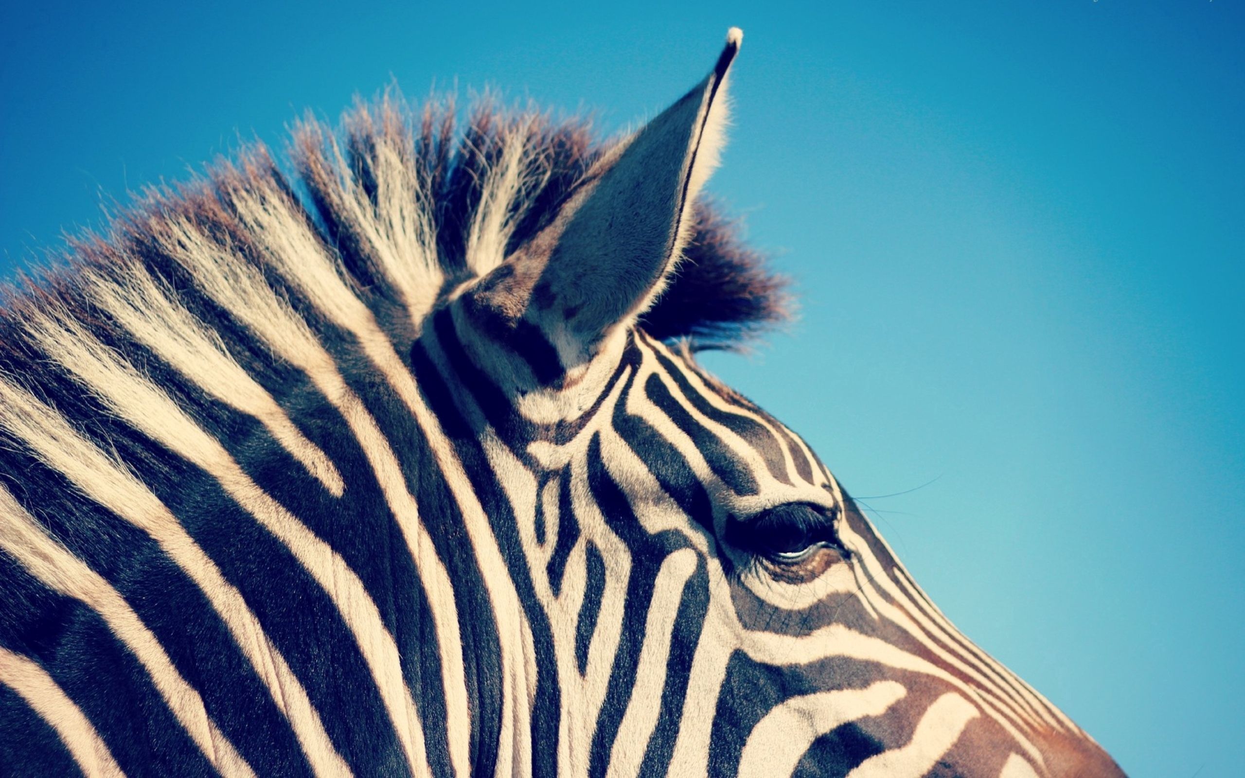 Download mobile wallpaper Head, Animals, Zebra, Streaks, Stripes for free.