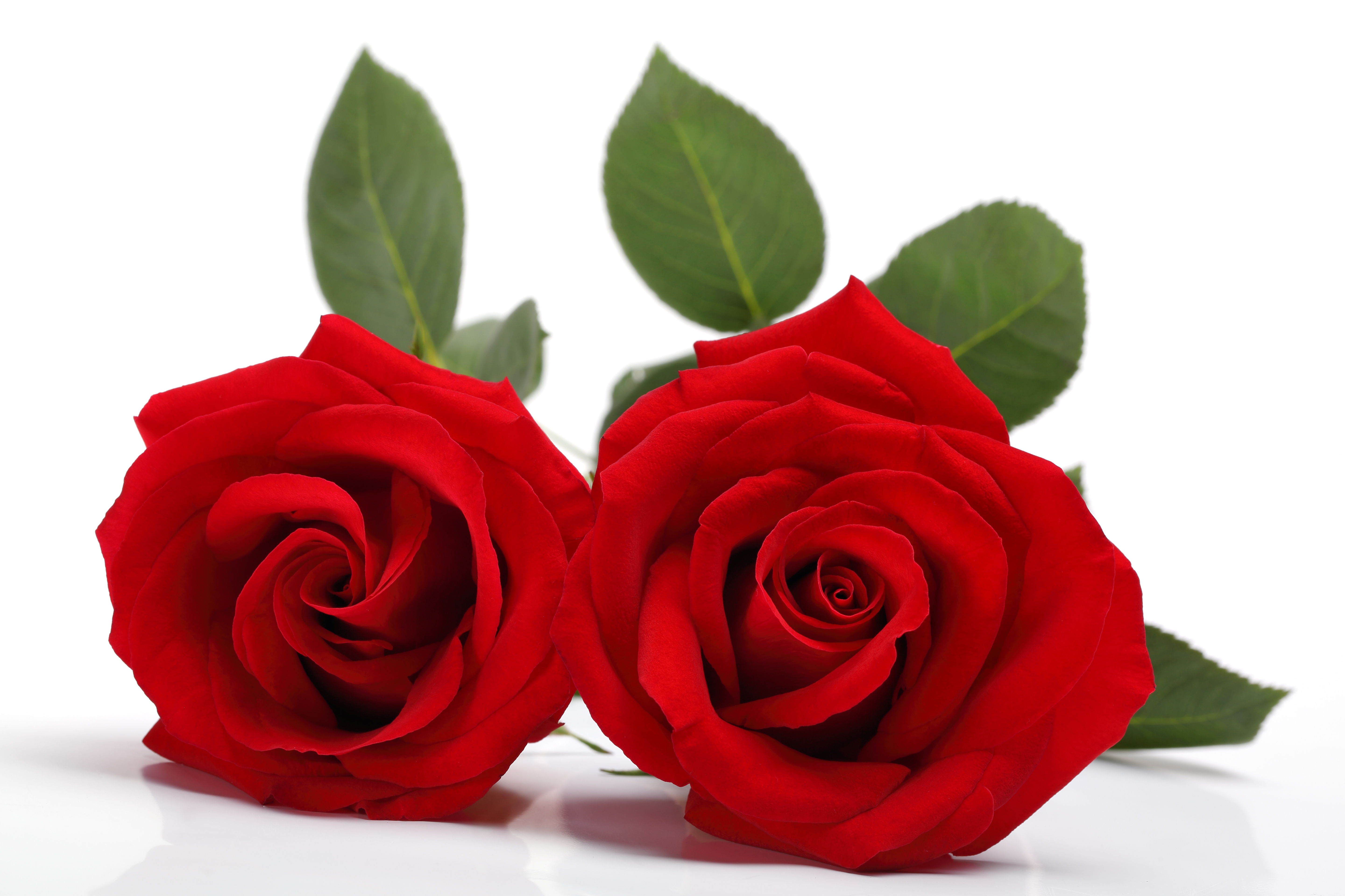 Free download wallpaper Flowers, Flower, Rose, Earth, Red Rose on your PC desktop