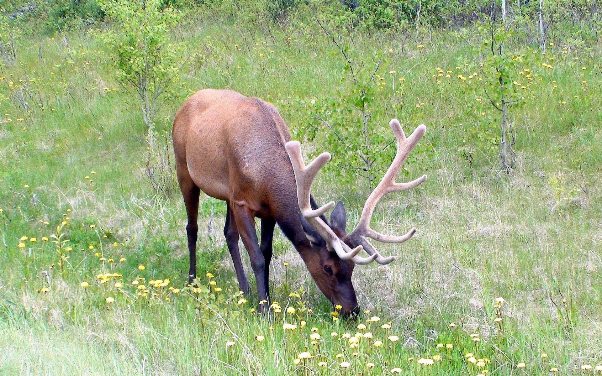 Free download wallpaper Animals, Flowers, Grass, Horns, Deer on your PC desktop