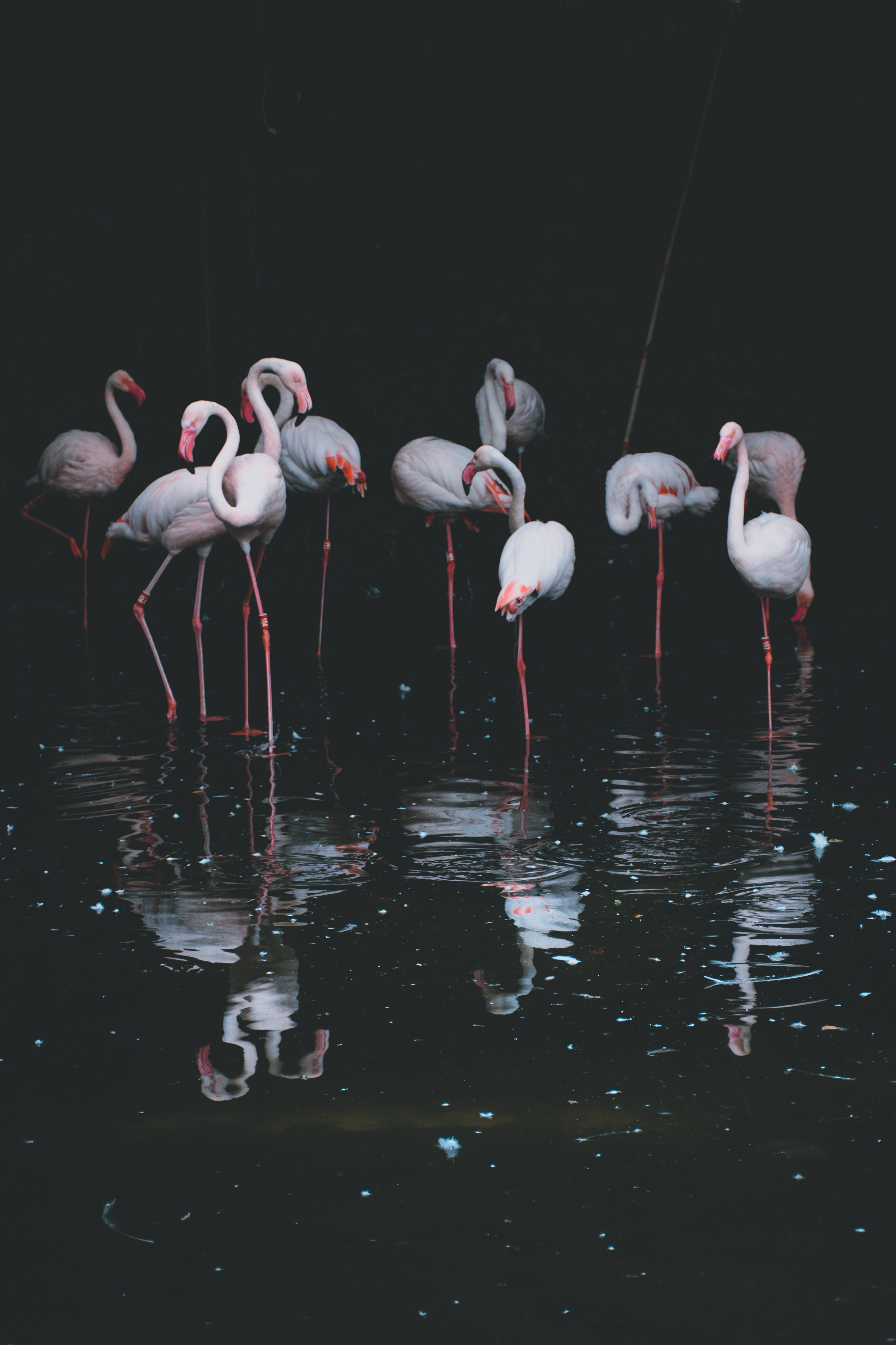 61938 скачать картинку фламинго, темные, птицы, водоем, отражение - обои и заставки бесплатно