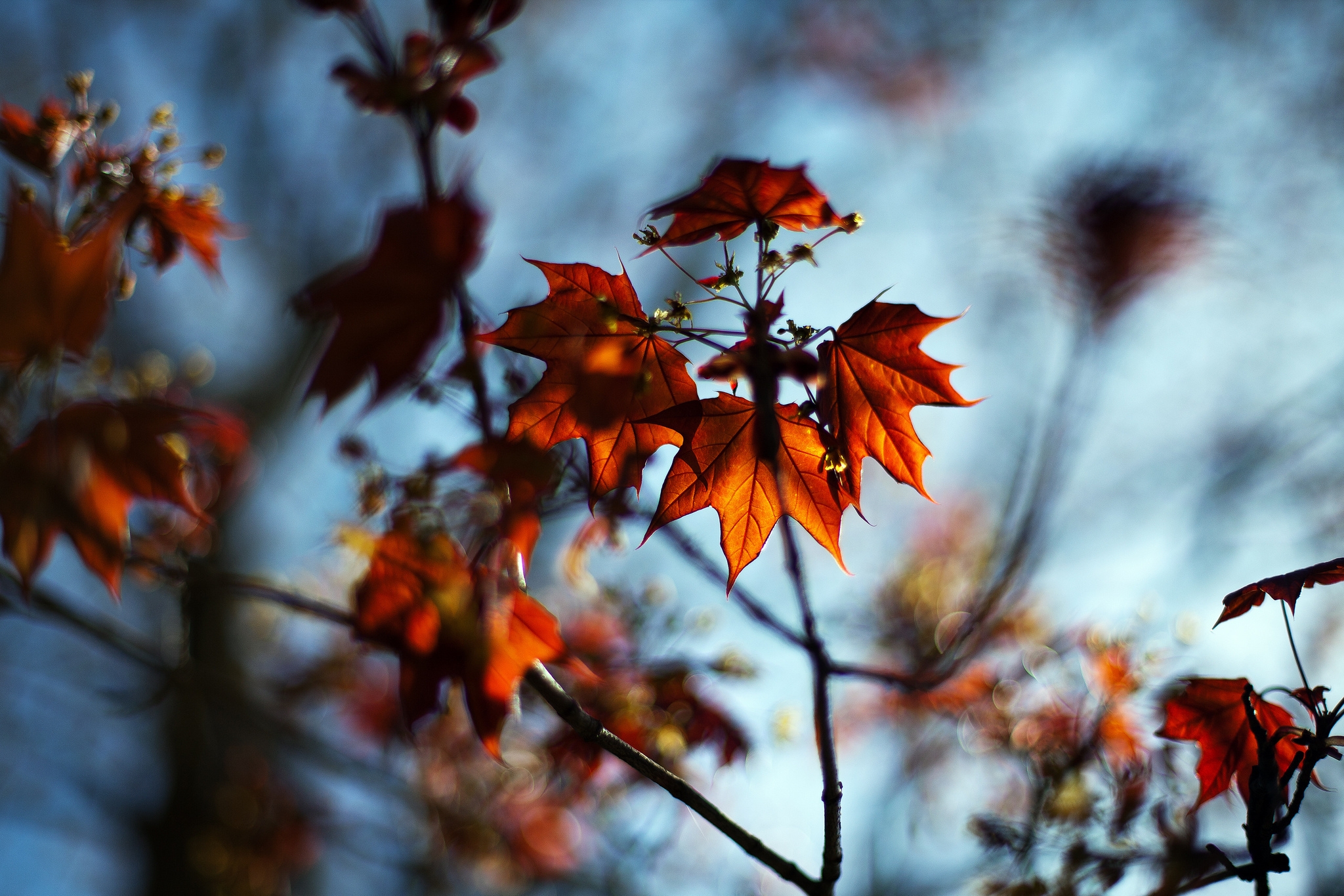 Скачать картинку Макро, Листья, Растение, Клен, Осень в телефон бесплатно.
