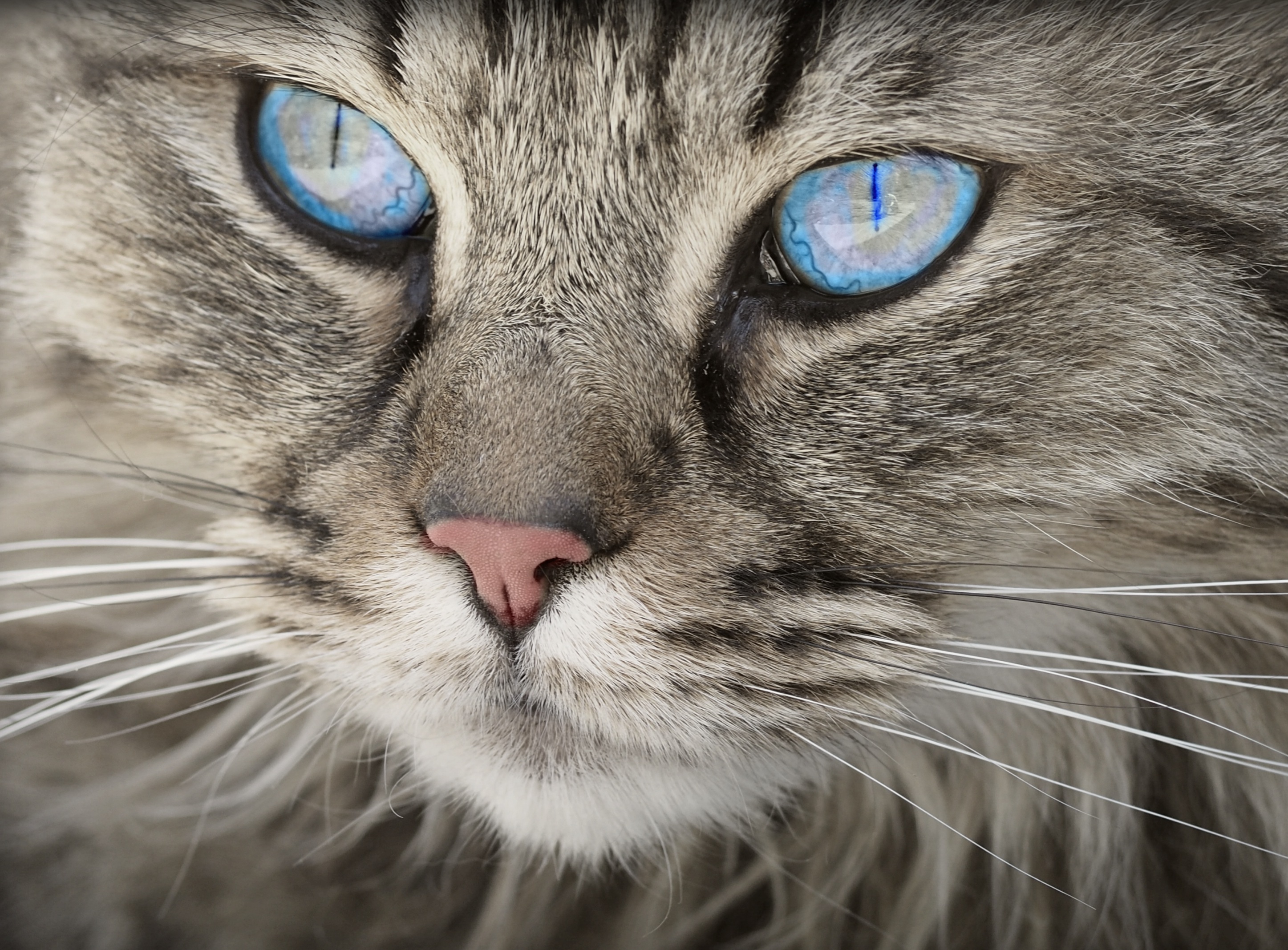 Laden Sie das Tiere, Katzen, Katze, Schnauze, Nahansicht, Blaue Augen-Bild kostenlos auf Ihren PC-Desktop herunter