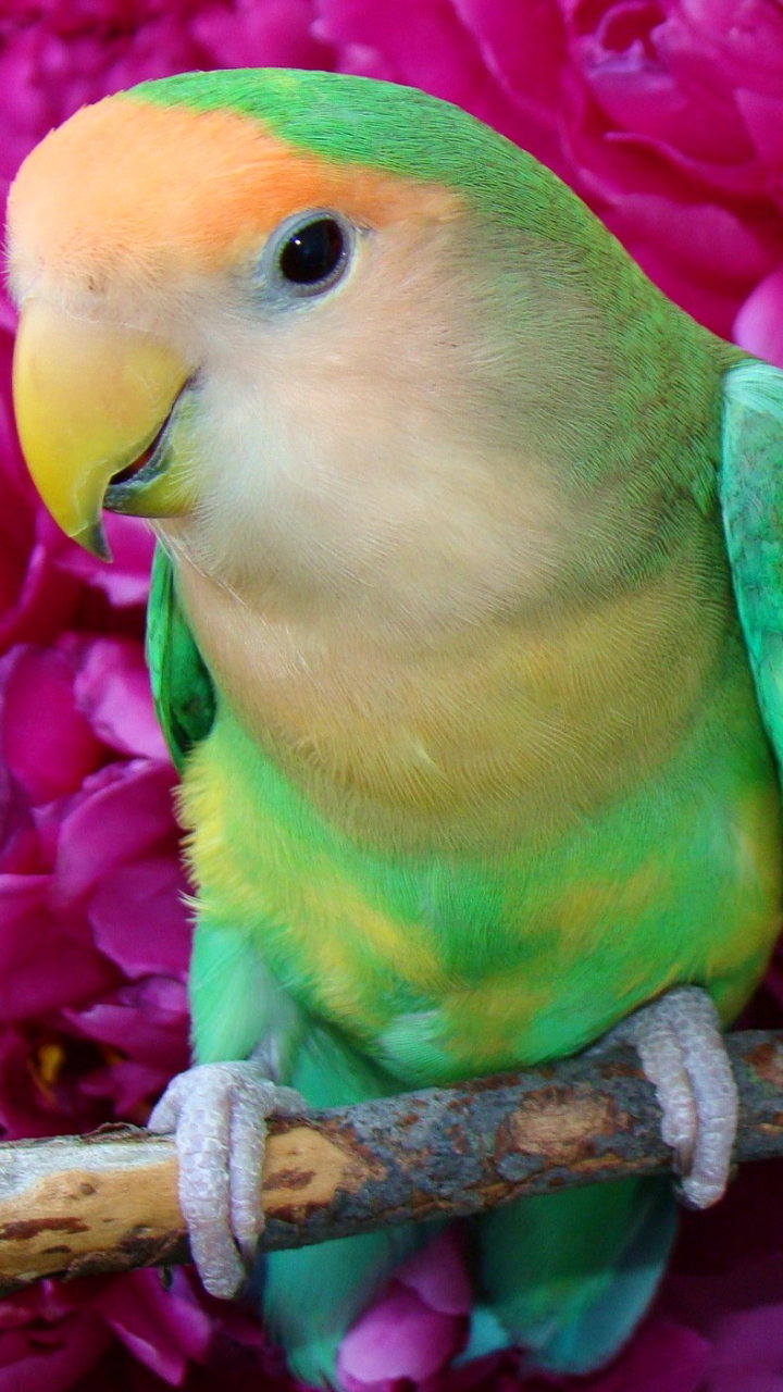animal, lovebird, birds phone background